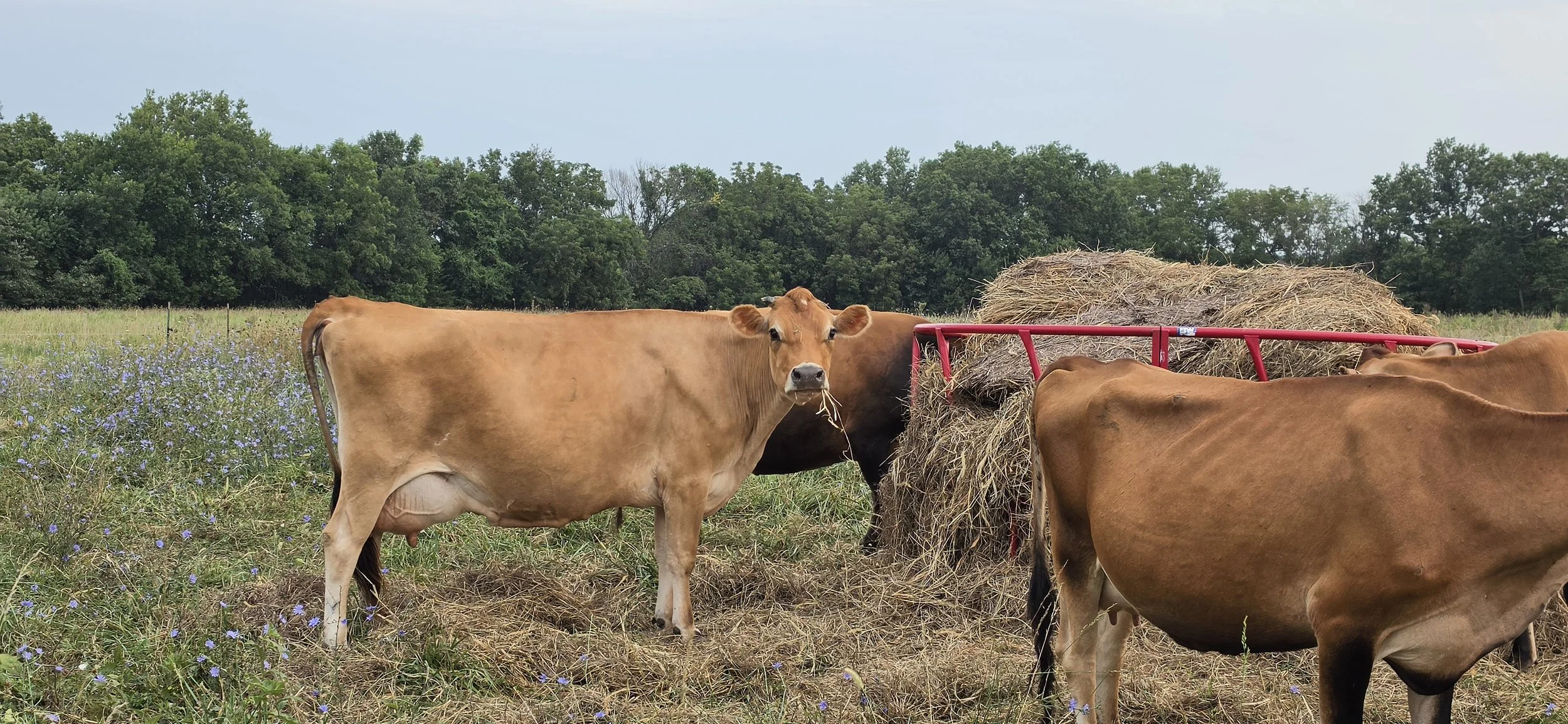 An Important Update About Our Raw Milk Pricing