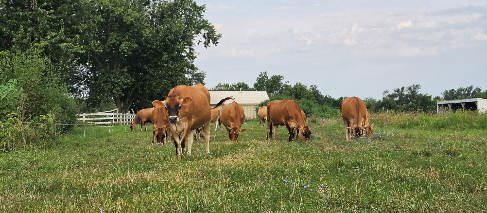 Welcome to Mine Creek Farmstead