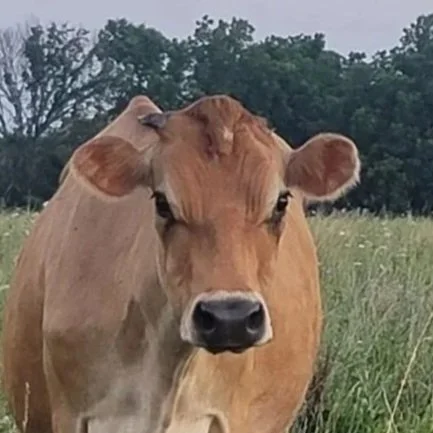 Brown cow standing in a grassy field with trees in the background.