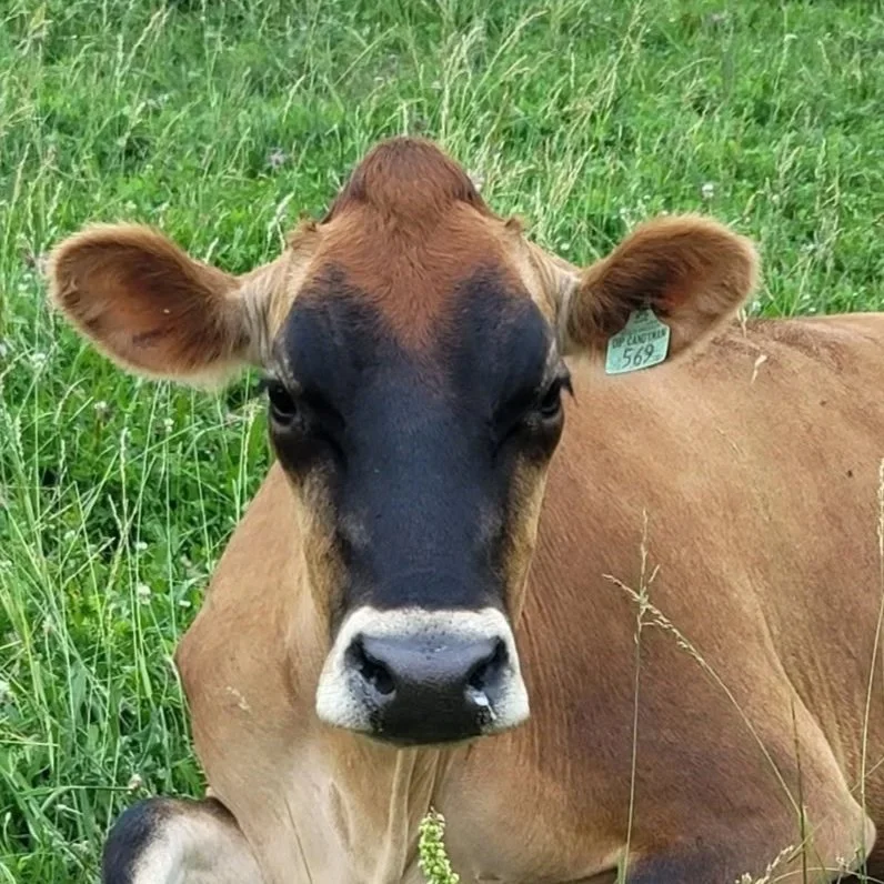 Close-up of a brown calf with black markings on its face, lying in a grassy field.