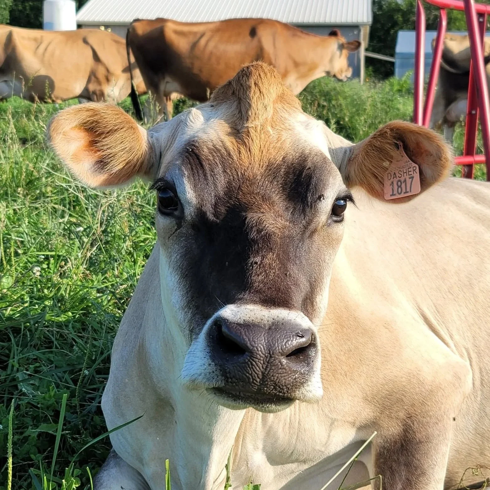Close-up of a young calf with light tan and black markings, standing in green grass with other cows in the background on a farm.