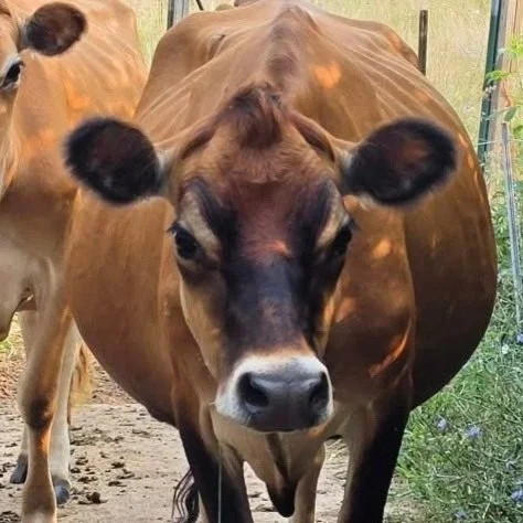 Close-up of a brown cow with black ears and a white stripe on its face, standing outdoors.