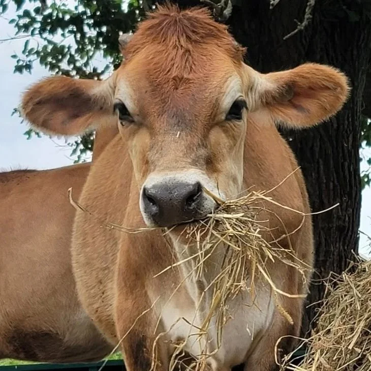 A close-up of a cow with hay in its mouth standing outdoors near a tree.