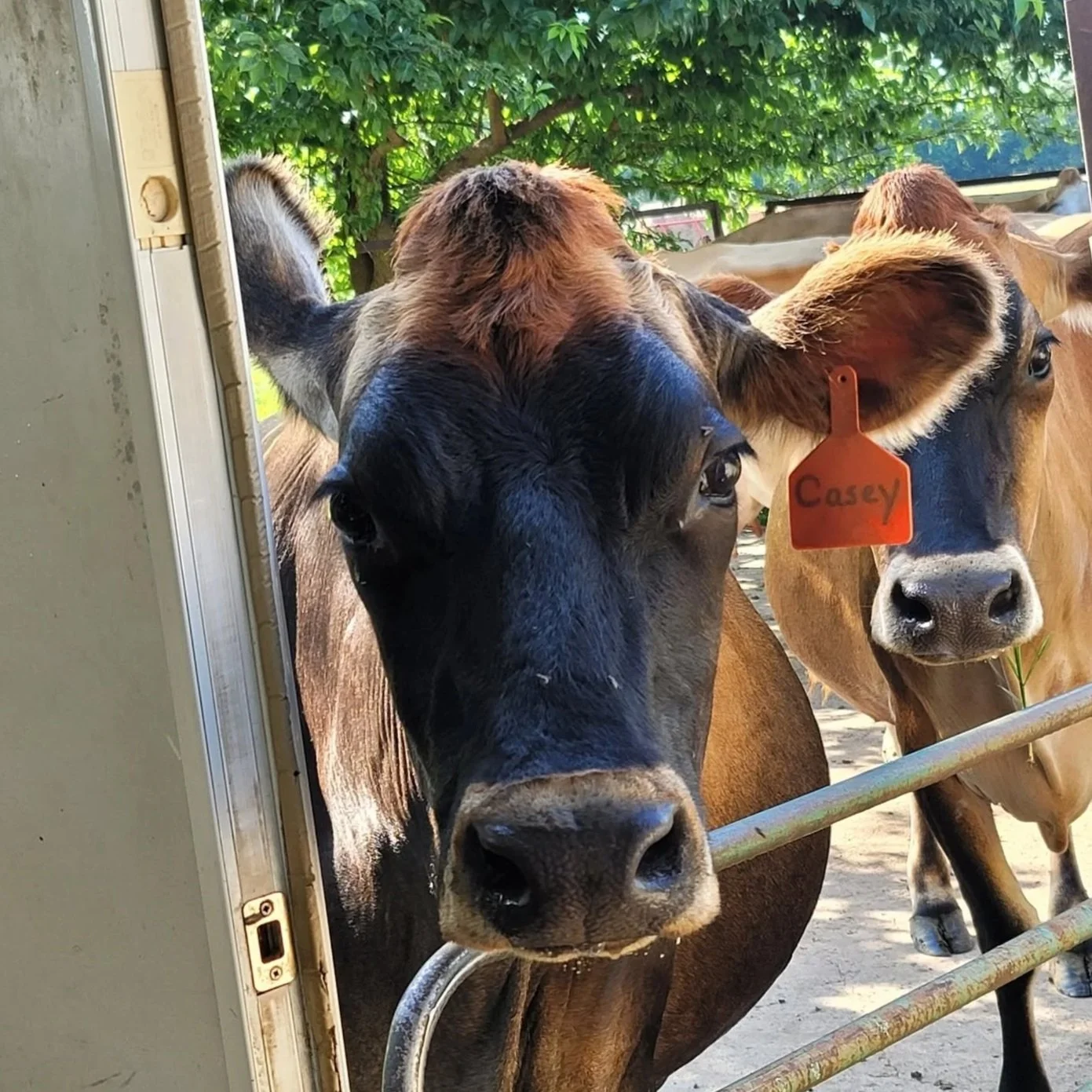 Three cows looking through a gate, one with a red tag labeled 'Casey', standing outside on a farm with green trees in the background.