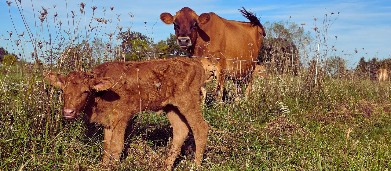 Angus/Jersey cross heifer calf stands in front of her mother cow, a pure Jersey dairy cow.