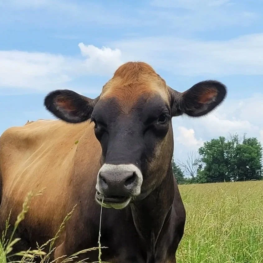A cow standing in a grassy field with blue sky and clouds in the background.