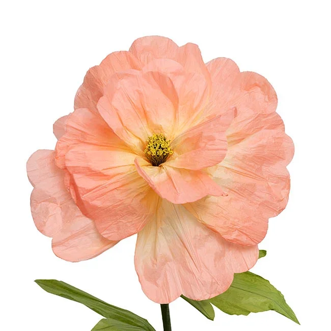 47115035PE_2.jpg.webp