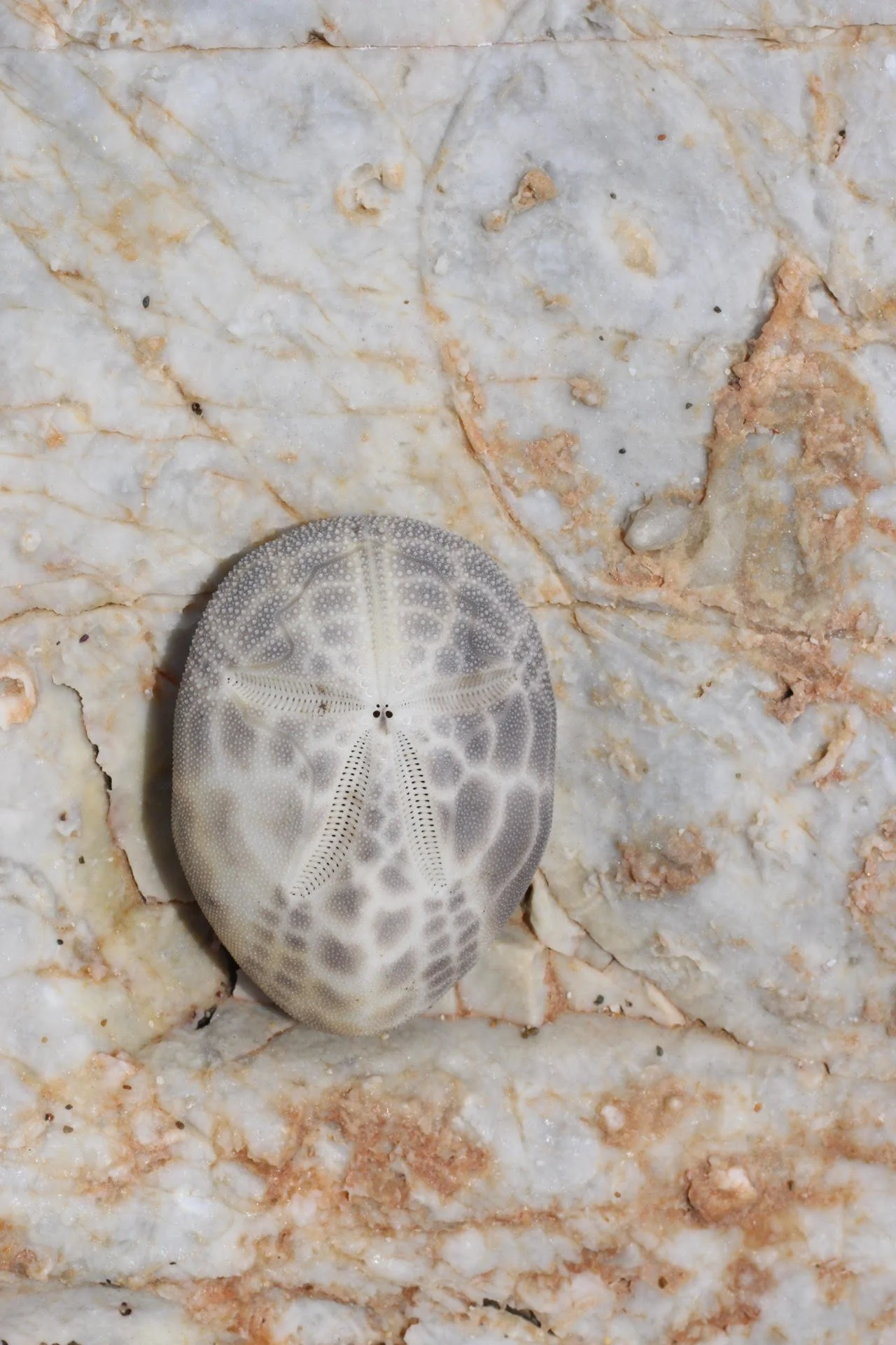 A small, white sea urchin with grayish patterns on a beige and white marble surface.