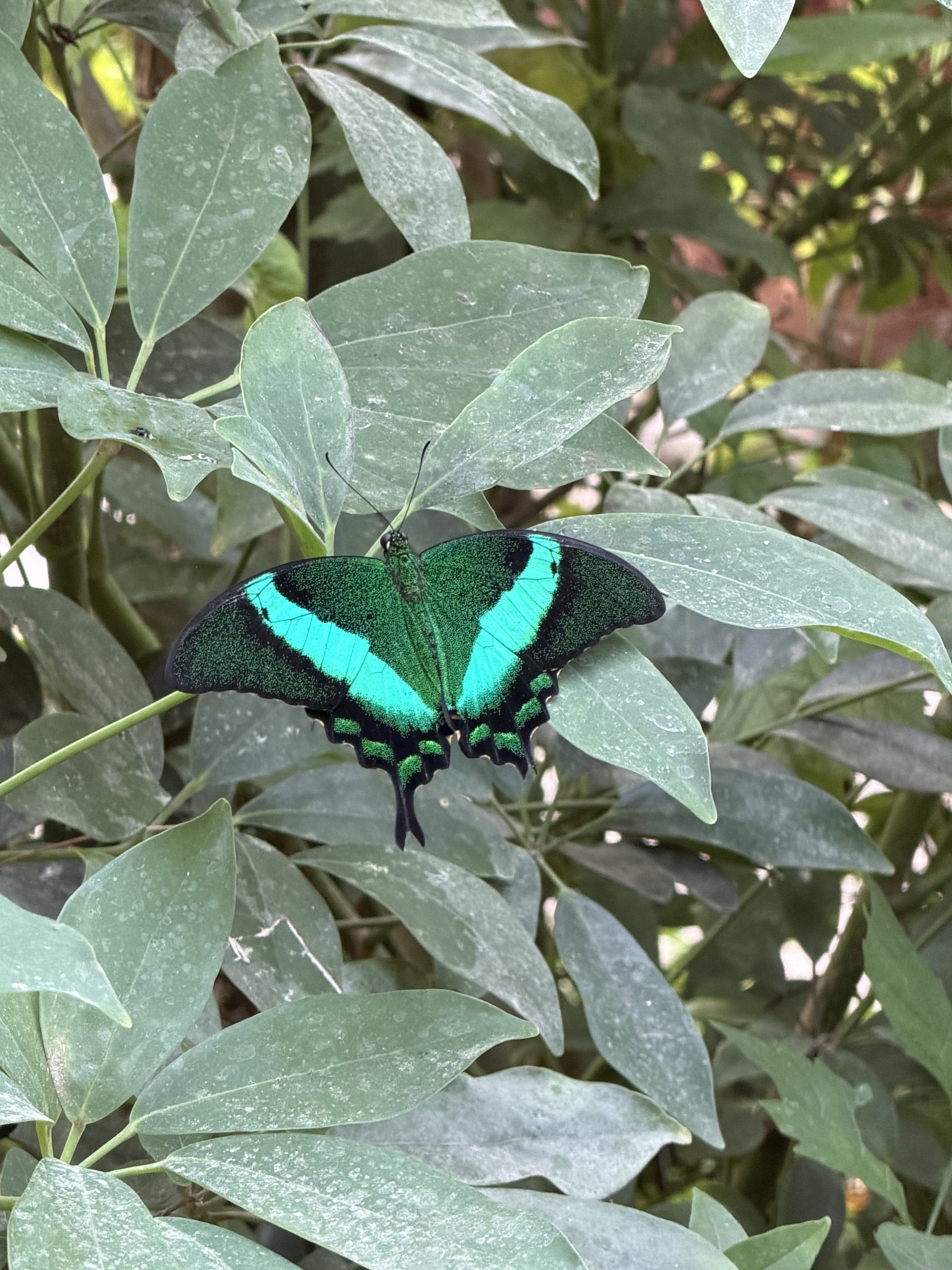 A vibrant green and black butterfly resting on green leaves.