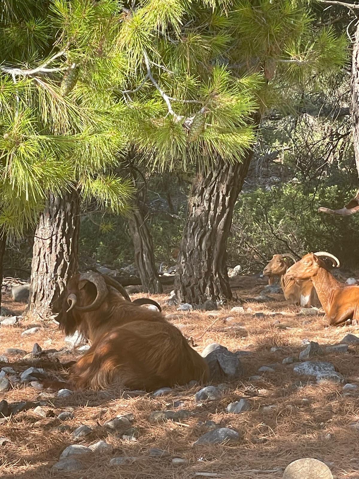 Two male mountain goats resting on a forest floor with pine trees and rocks.
