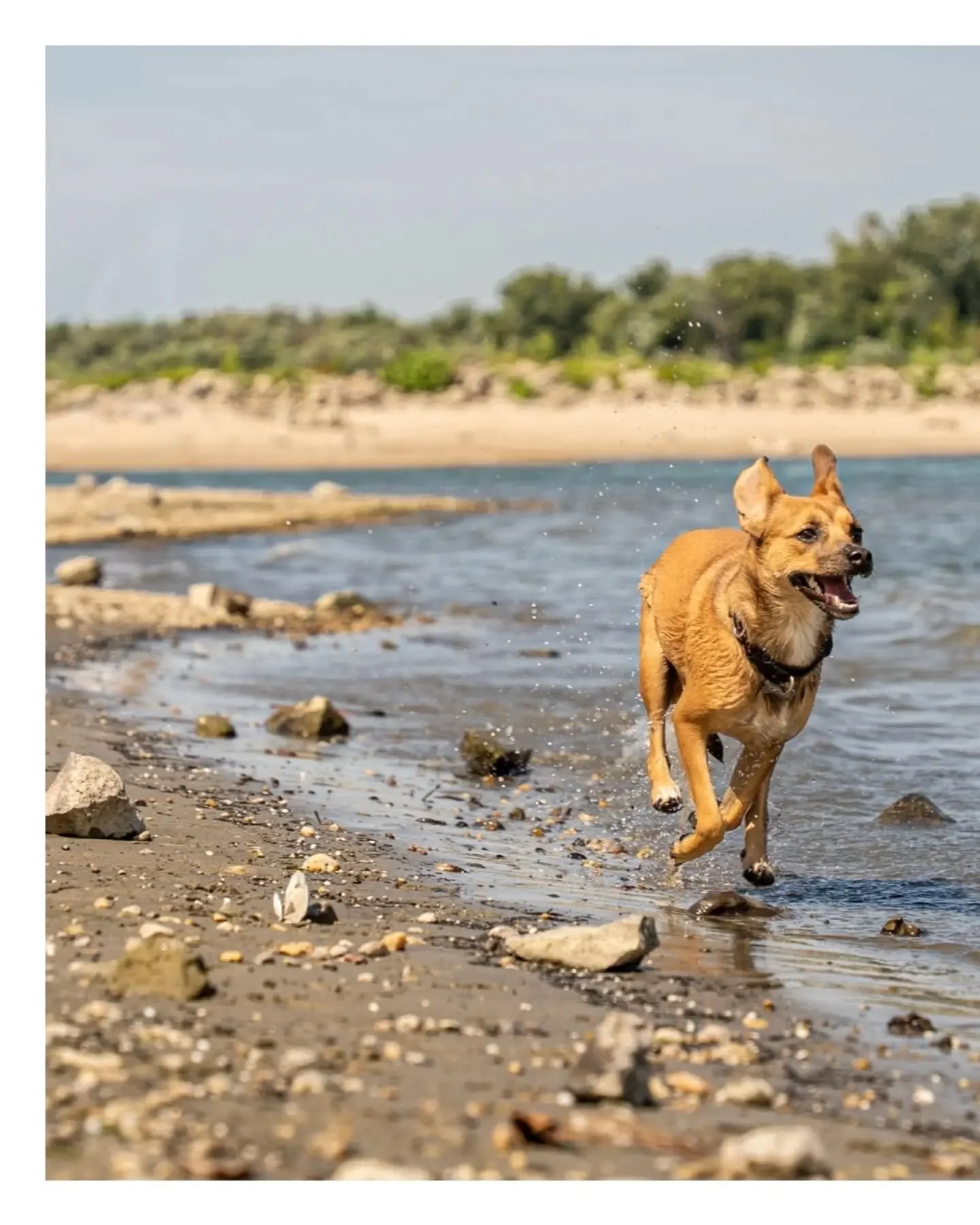 &bull;
☀️ Summer 2026 🌊
Buci, D&iacute;n&oacute; &eacute;s Perec kalandjai🐾

📸Sony A7 III 
🔘 Sigma 24-70mm f2.8 DG DN 

#dogportraits #meetthecrew #sonyphotographer #summertime #dogs
