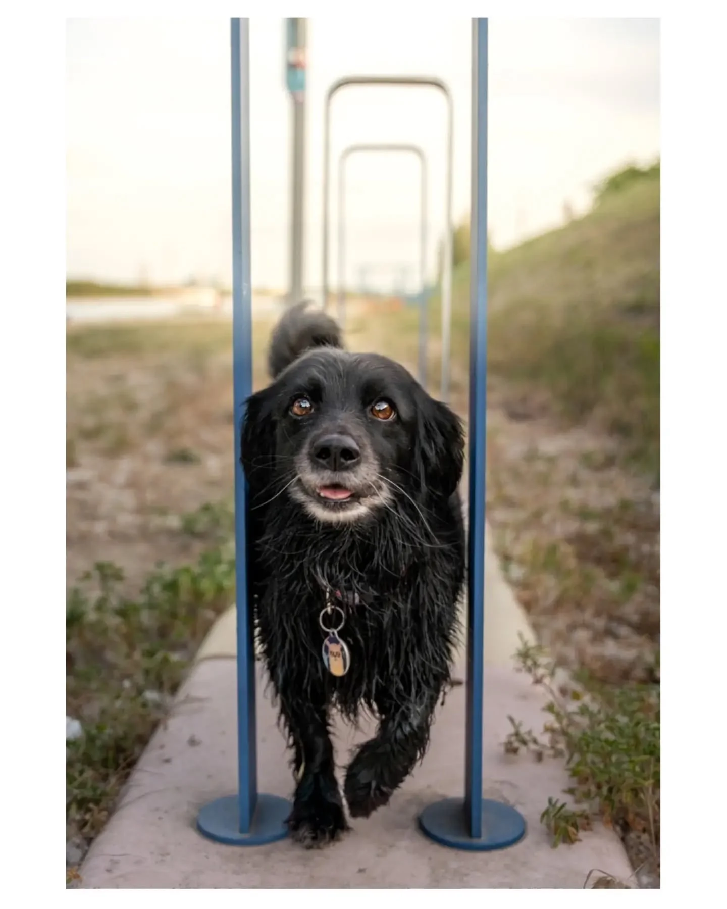 📸 Bella &eacute;s Csipi kalandjai a Duna-parton🐾🐾

Im&aacute;dtam ennek a fot&oacute;z&aacute;snak minden perc&eacute;t😊 
Az első 10 perc megilletőd&ouml;tts&eacute;ge ut&aacute;n, m&aacute;r mindenki a val&oacute;s arc&aacute;t mutatta, ennek k&