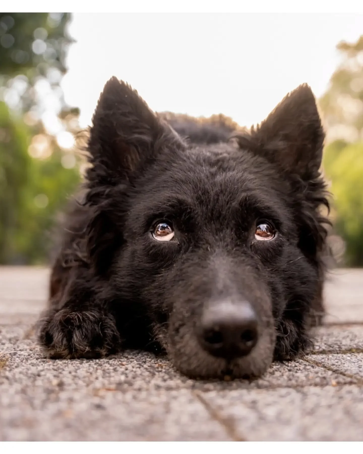 &bull;
Reggeli fot&oacute;z&aacute;s Pereccel🐾🤍
L&aacute;that&oacute;an nagyon &ouml;r&uuml;l, hogy megy neki az &uacute;j tr&uuml;kk amit nemr&eacute;g tanultunk (kukucs👀)😃

Szeretem az ilyen a reggeleket: kutyas&eacute;ta, fot&oacute;z&aacute;s