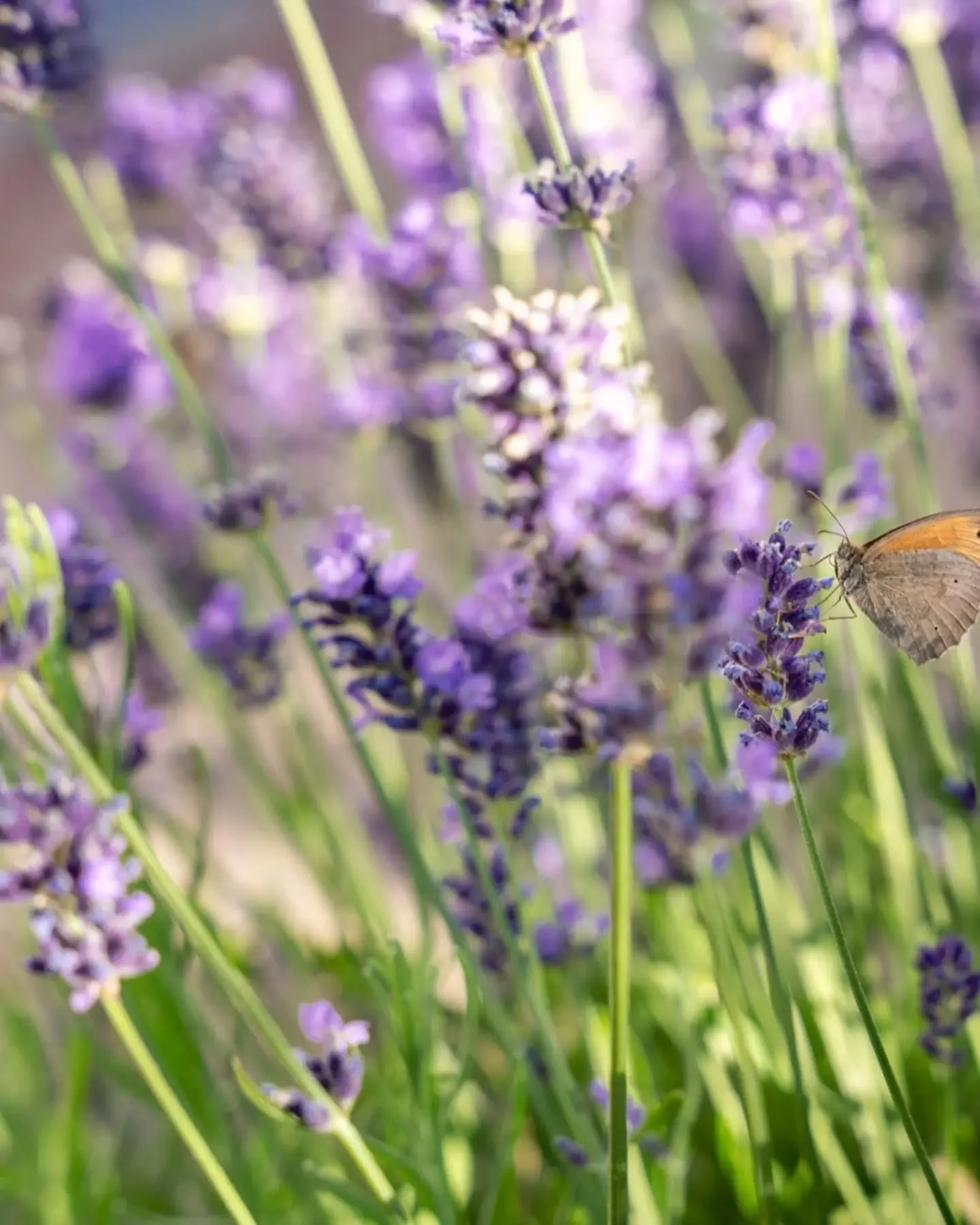 &bull;
Dreamy Lavender Vibes in the Garden🪻

#garden #sonyalpha #photography #dogphotography #sigmalens 

📸 Sony A7 III 
🔘 Sigma 24-70mm f2.8 DG DN