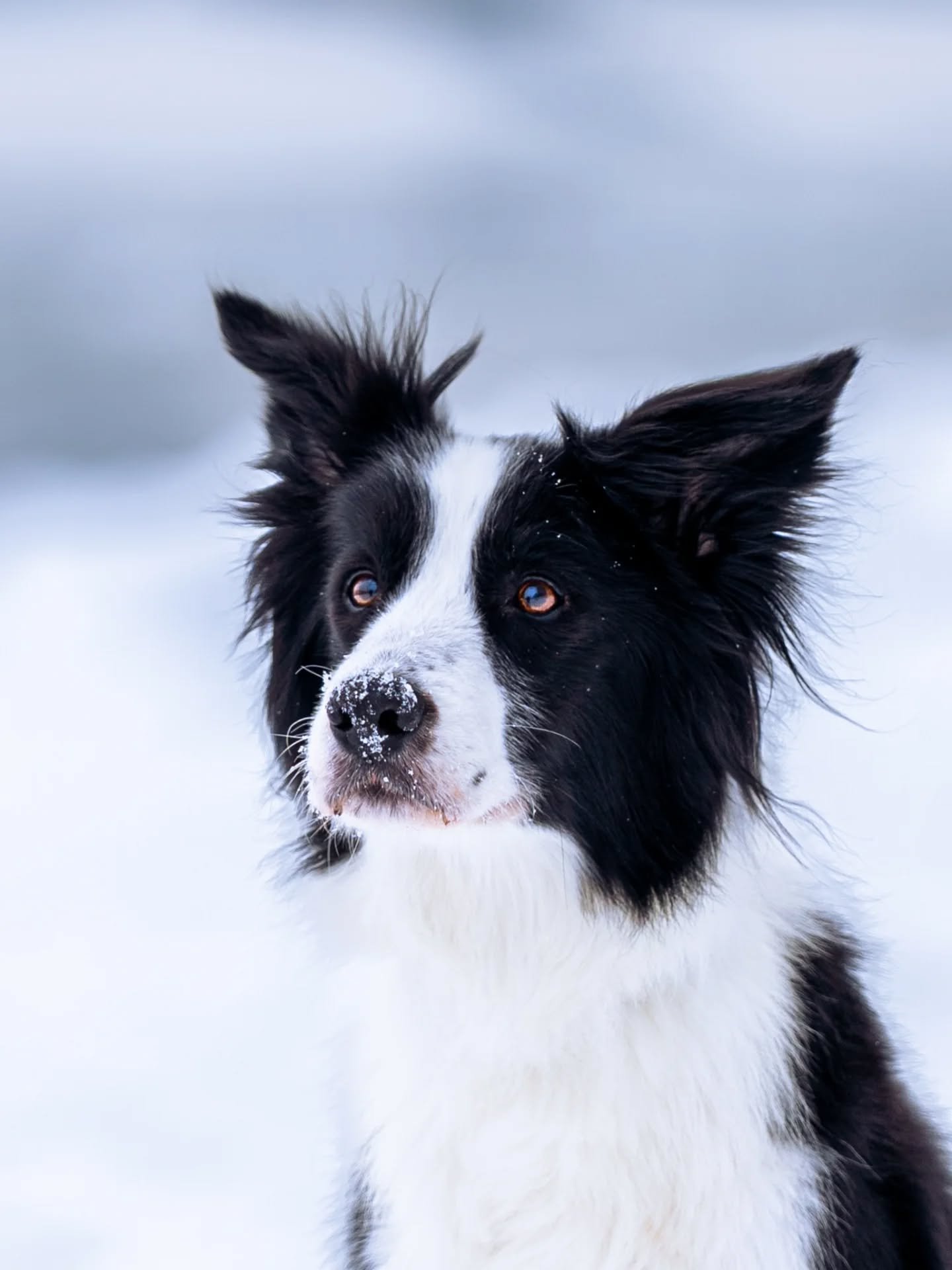 📸 Sony A7 III 
🔘 Sigma 70-200mm f2.8 DG DN 

A csod&aacute;s havas időj&aacute;r&aacute;st kihaszn&aacute;lva lőtt&uuml;k ezeket a mes&eacute;s k&eacute;peket Zorror&oacute;l🐾

#sonyalpha #dogphotography #bordercollie #dogportrait #snowday