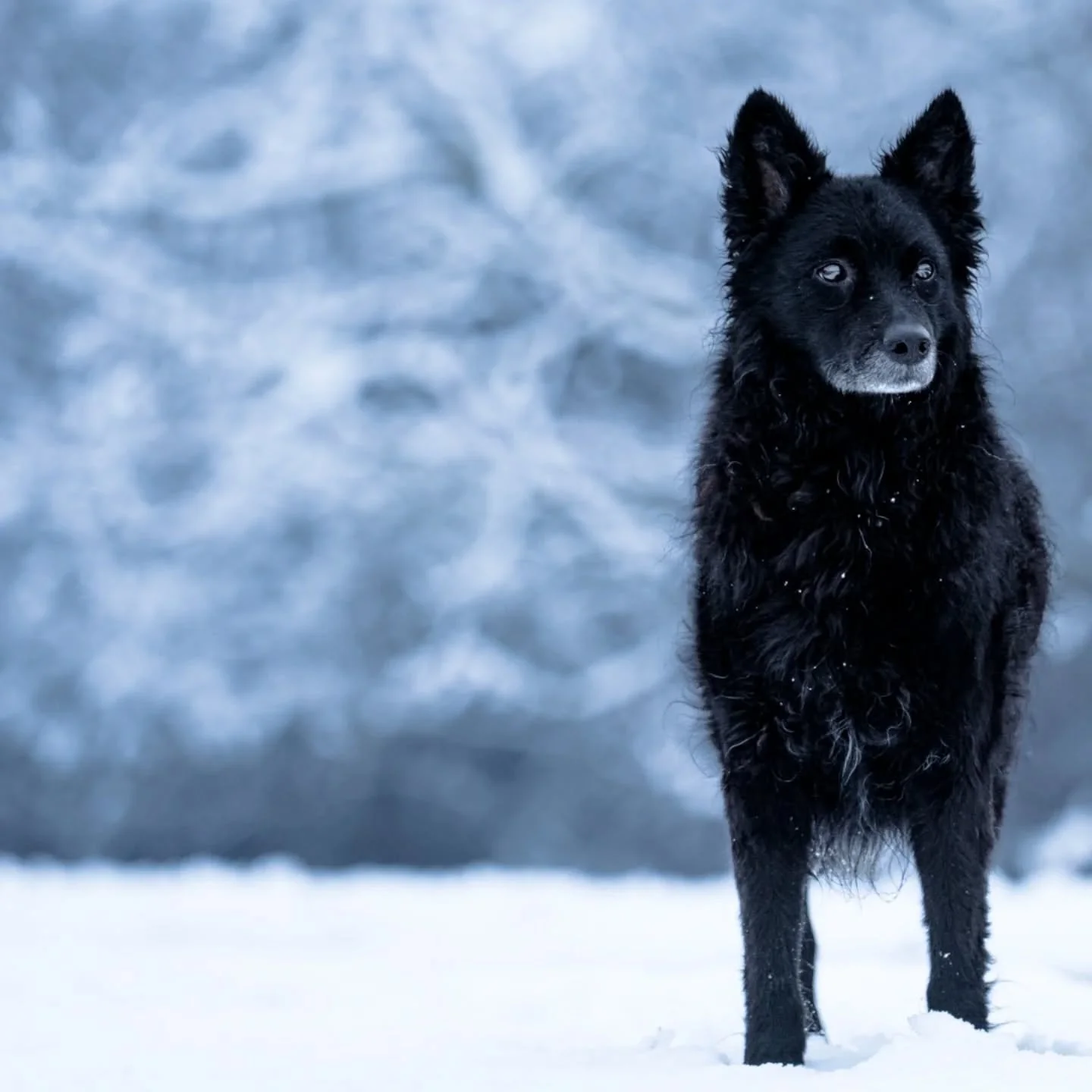 &bull;
📸 Sony A7 III
🔘 Sigma 70-200mm f2.8 DG DN (S)

#sonyalpha #dogphotography #sigmalens #dogportraits #snowday