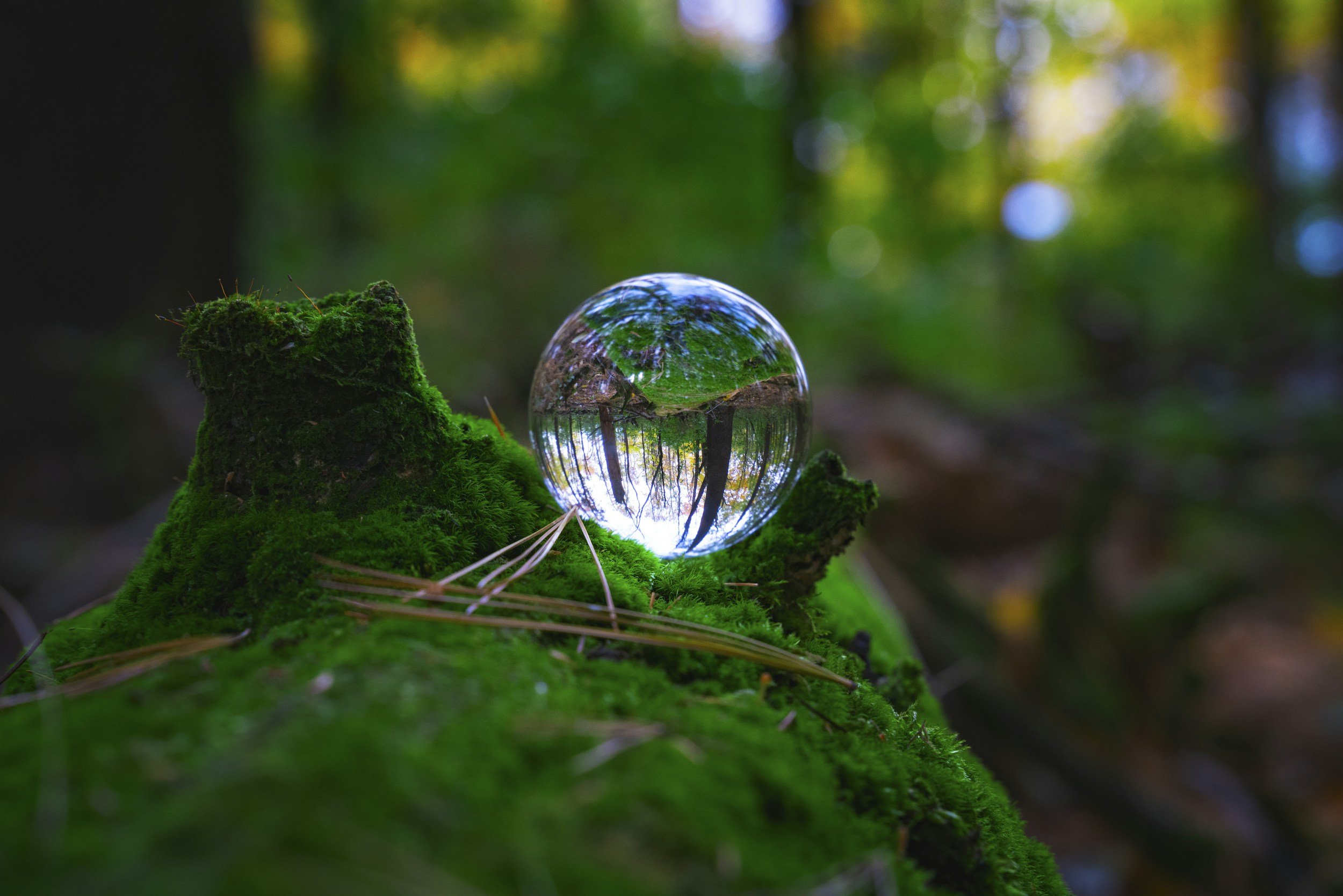 A clear glass sphere resting on a moss-covered log in a forest, reflecting the surrounding trees and sky.