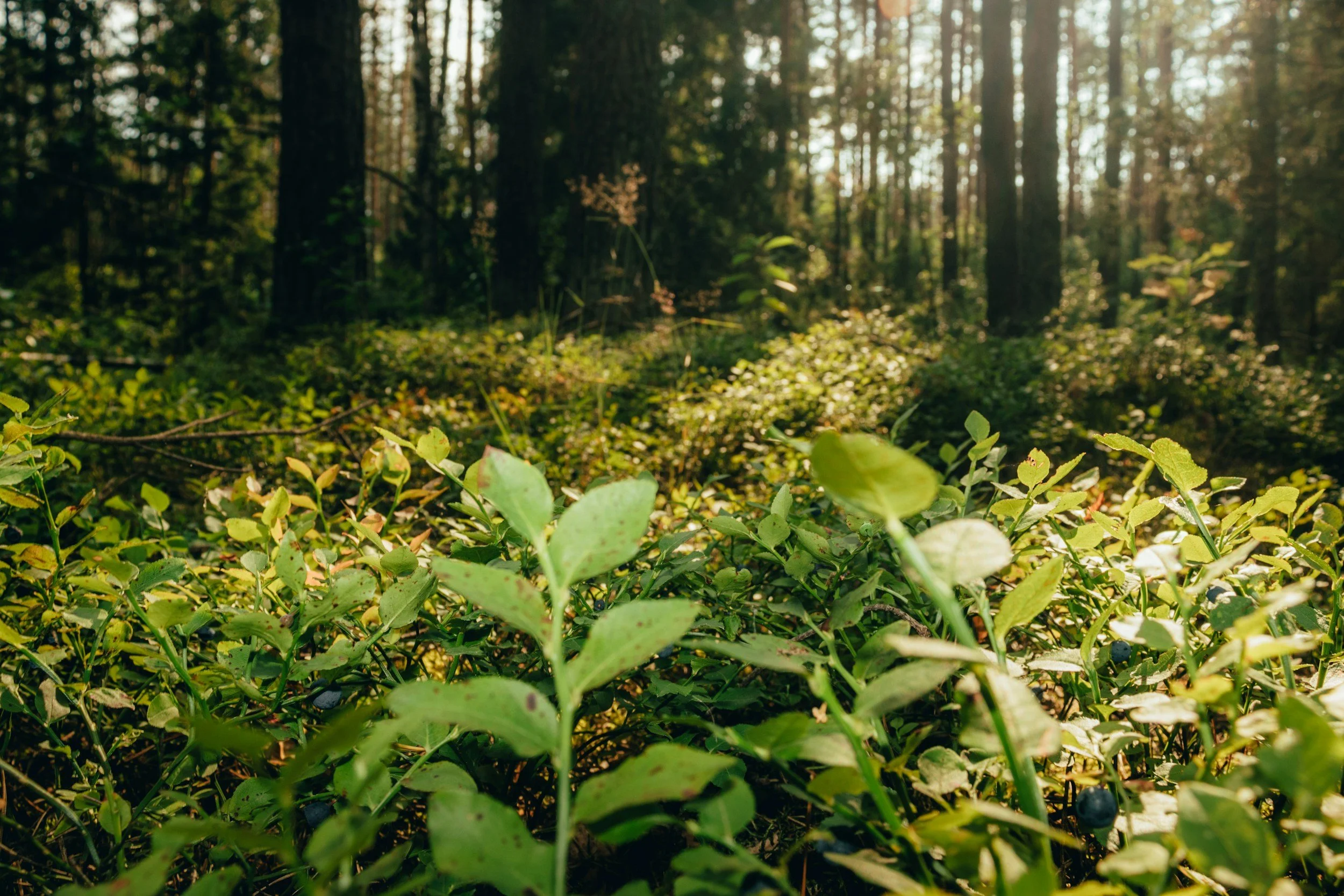 Sunlight filters through a forest of tall, dense trees onto a lush forest floor covered with green plants and berries.