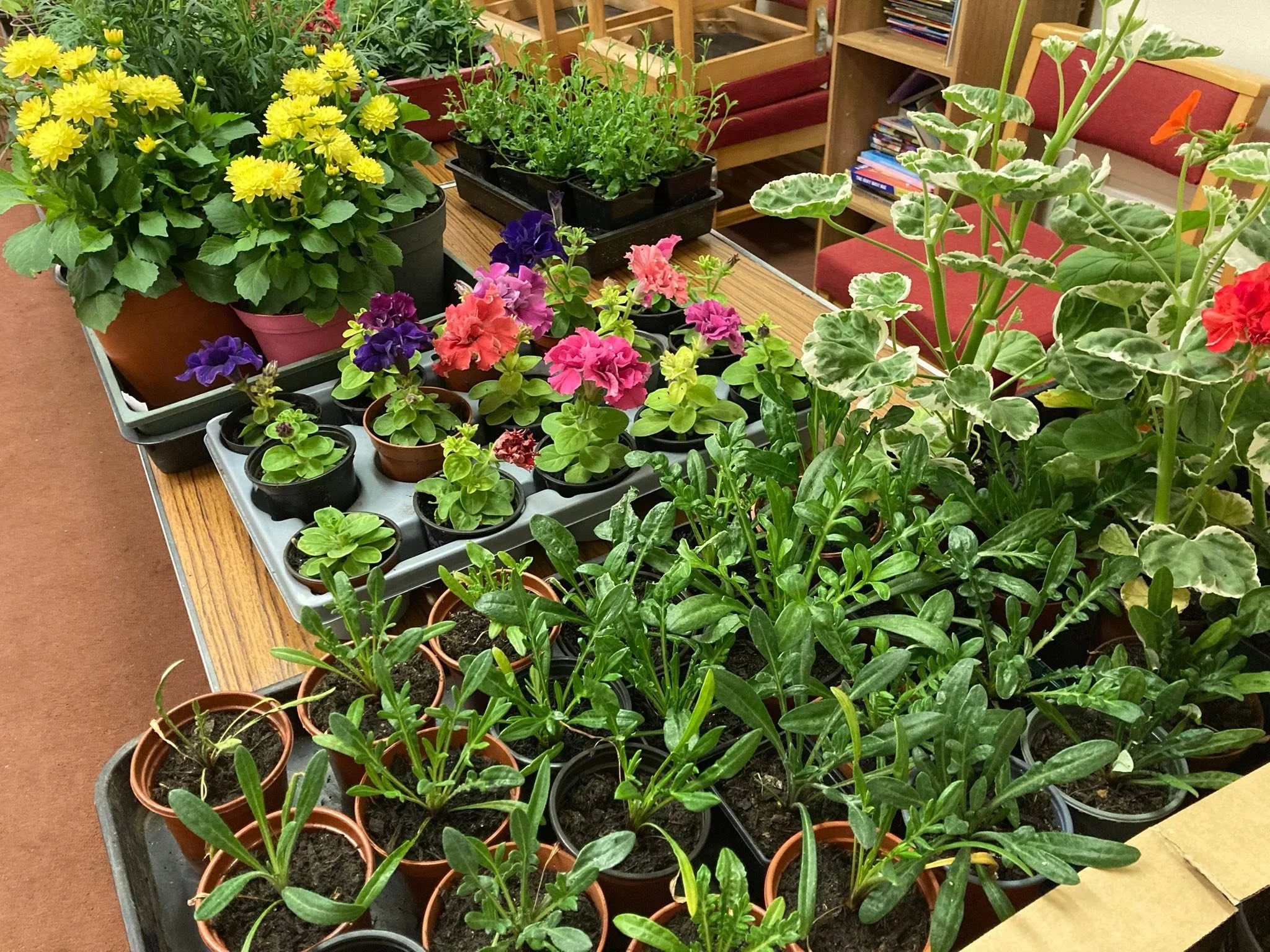 A collection of potted plants, including yellow, purple, pink, and multicolored flowers, arranged on tables and shelves in an indoor setting.