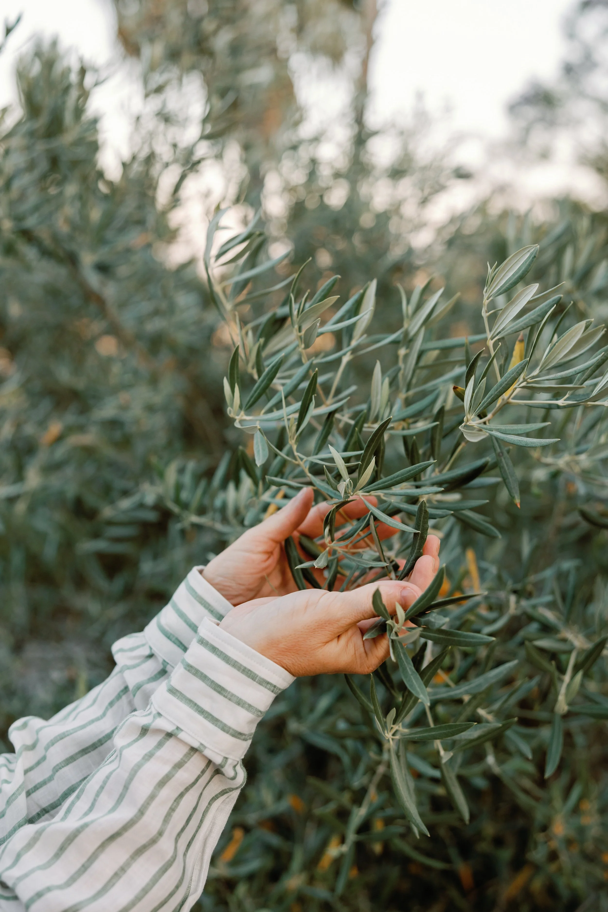 Hände einer Person, die eine Olive an einem Baum in einer Olivenvorplantage pflückt.