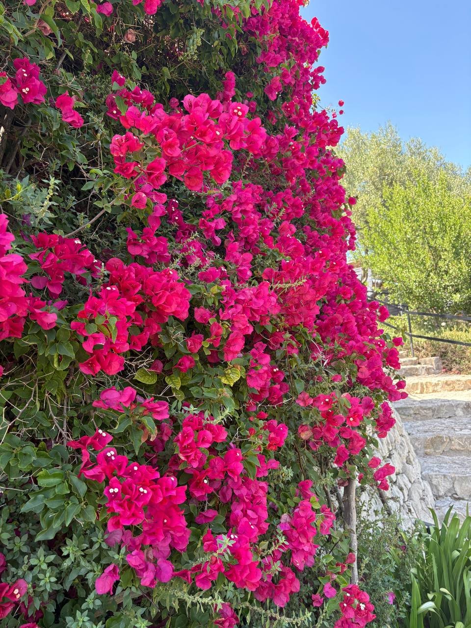 Felsen mit pinken Bougainvillea-Blumen und grünen Büschen, blauer Himmel, Treppen im Garten.