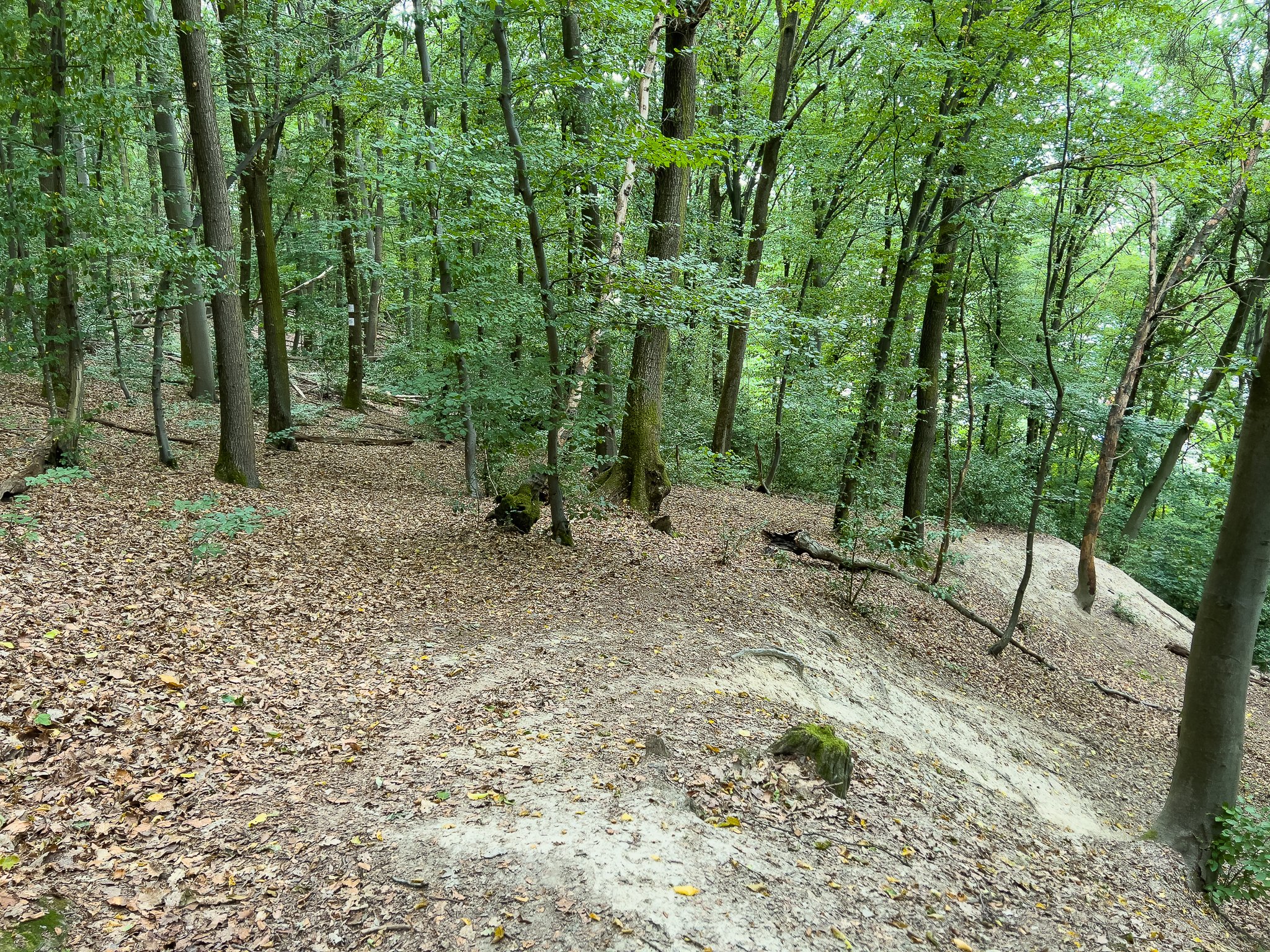 IMG_4264.jpg
