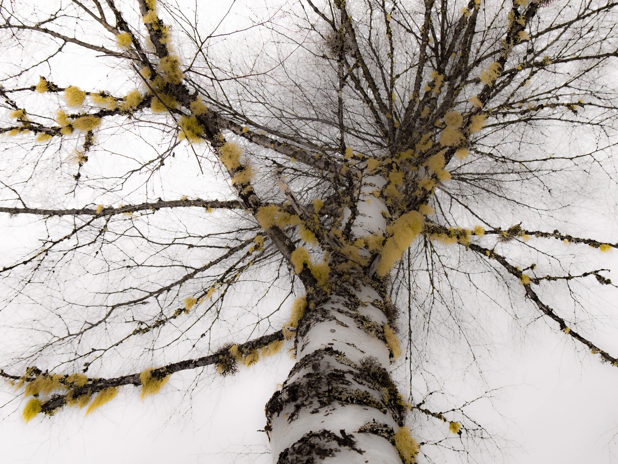 Un arbre vu du bas avec des branches nues recouvertes de buissons jaunes sur un ciel gris et nuageux