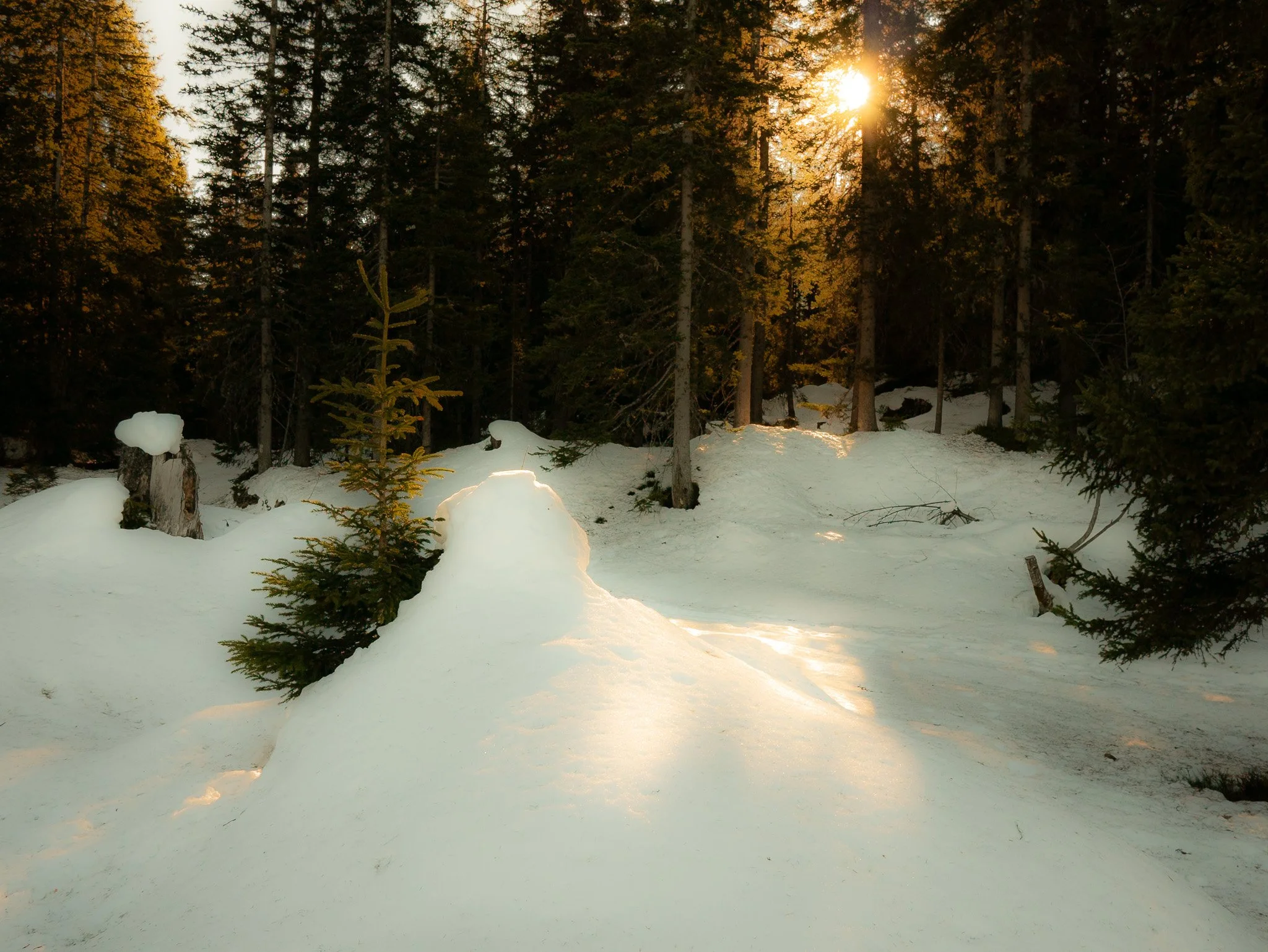 Forêt enneigée avec le soleil couchant à travers les arbres