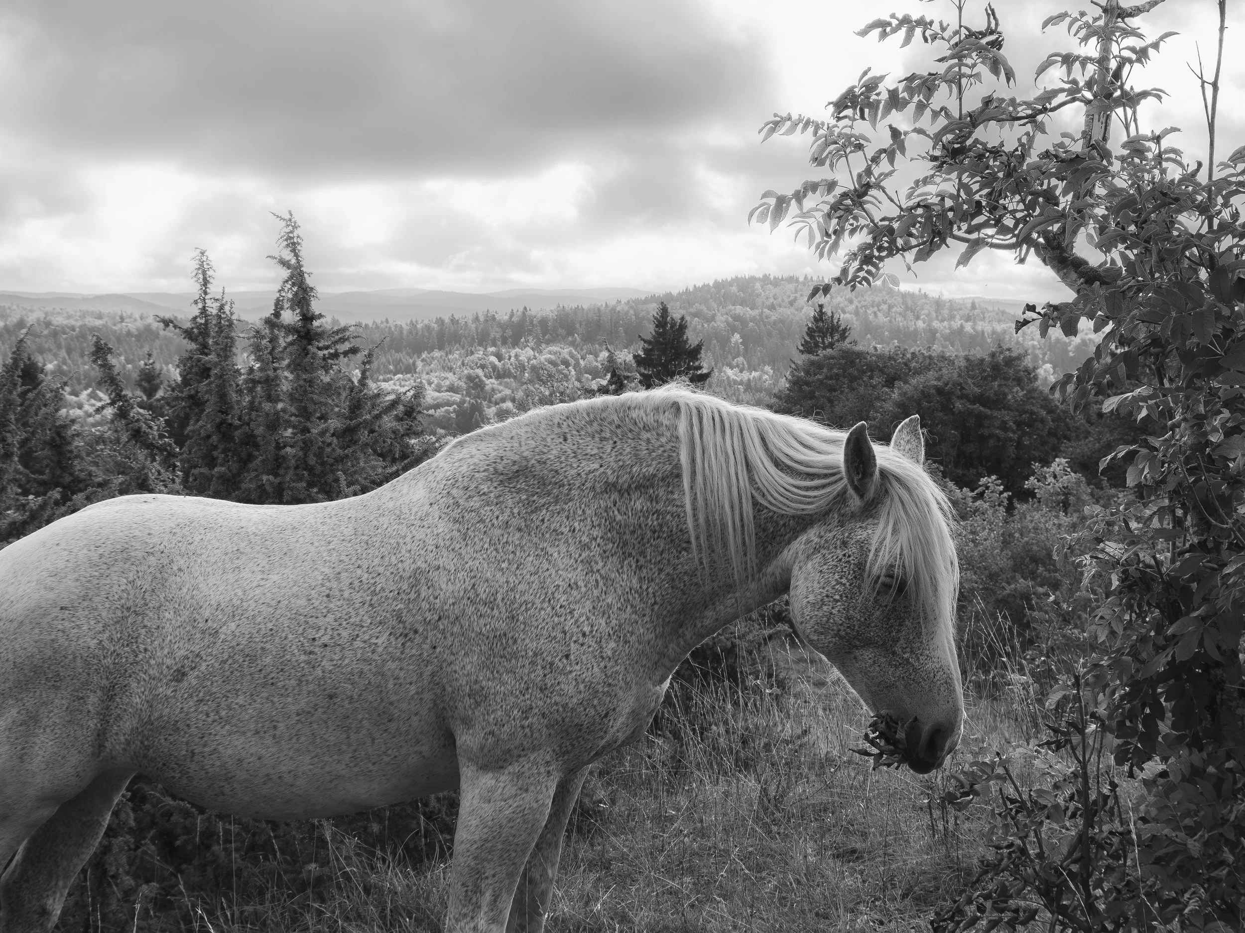 Cheval sombre dans un paysage de forêt avec des montagnes en arrière-plan, arbres et nuages dans le ciel, en monochrome.