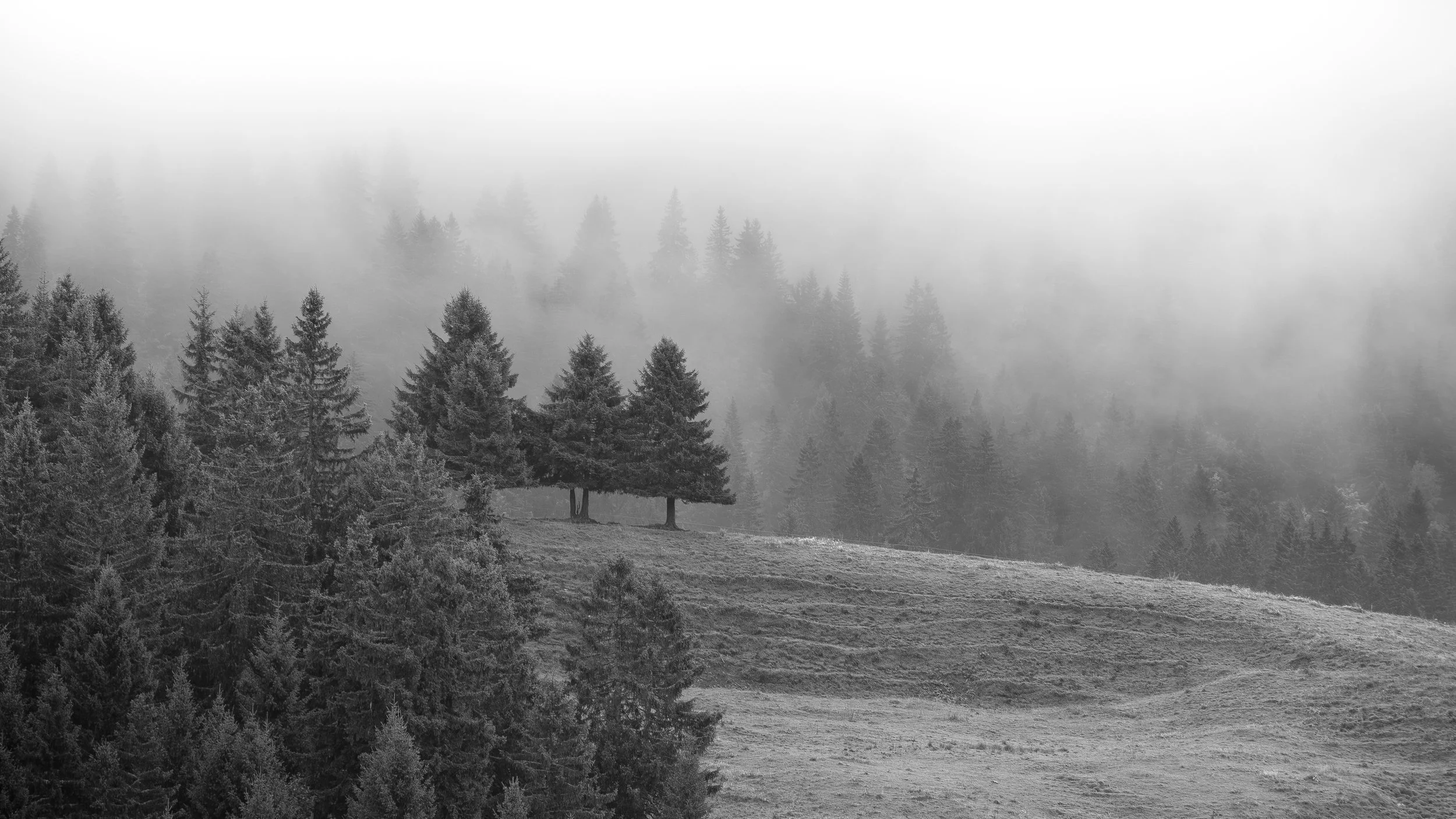Une forêt de conifères vue à travers une brume ou un brouillard, avec deux arbres au premier plan et un paysage brumeux en arrière-plan.