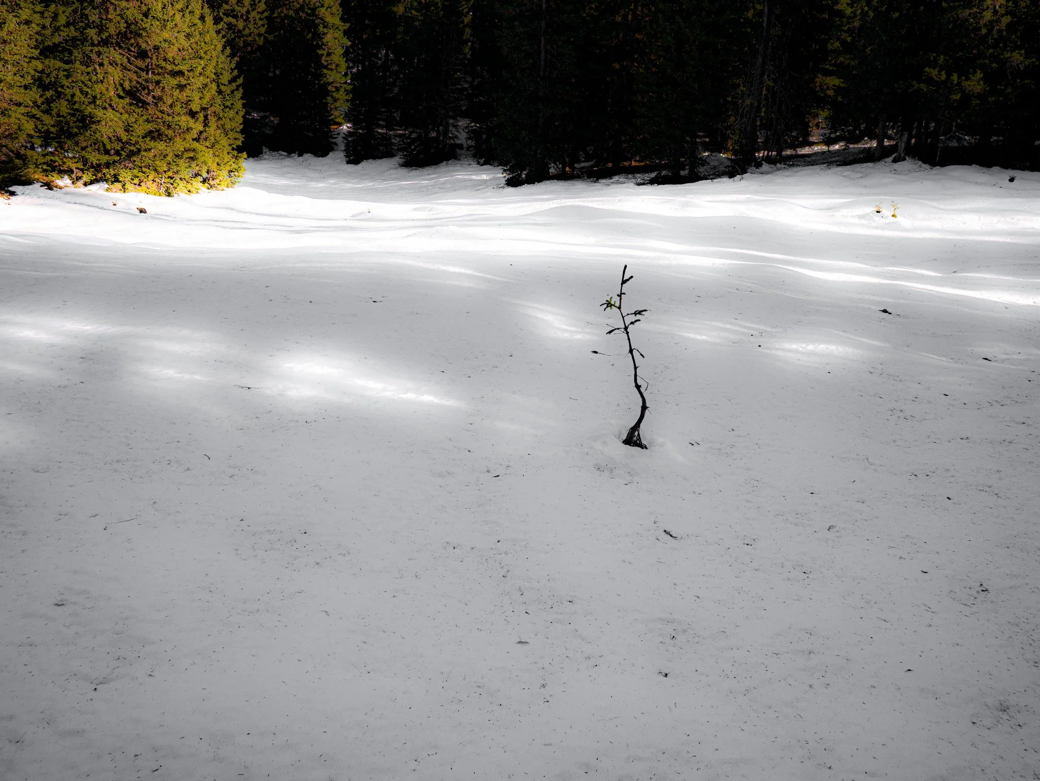 Une étendue de neige blanche au sol, entourée de conifères verts sous un ciel ensoleillé.