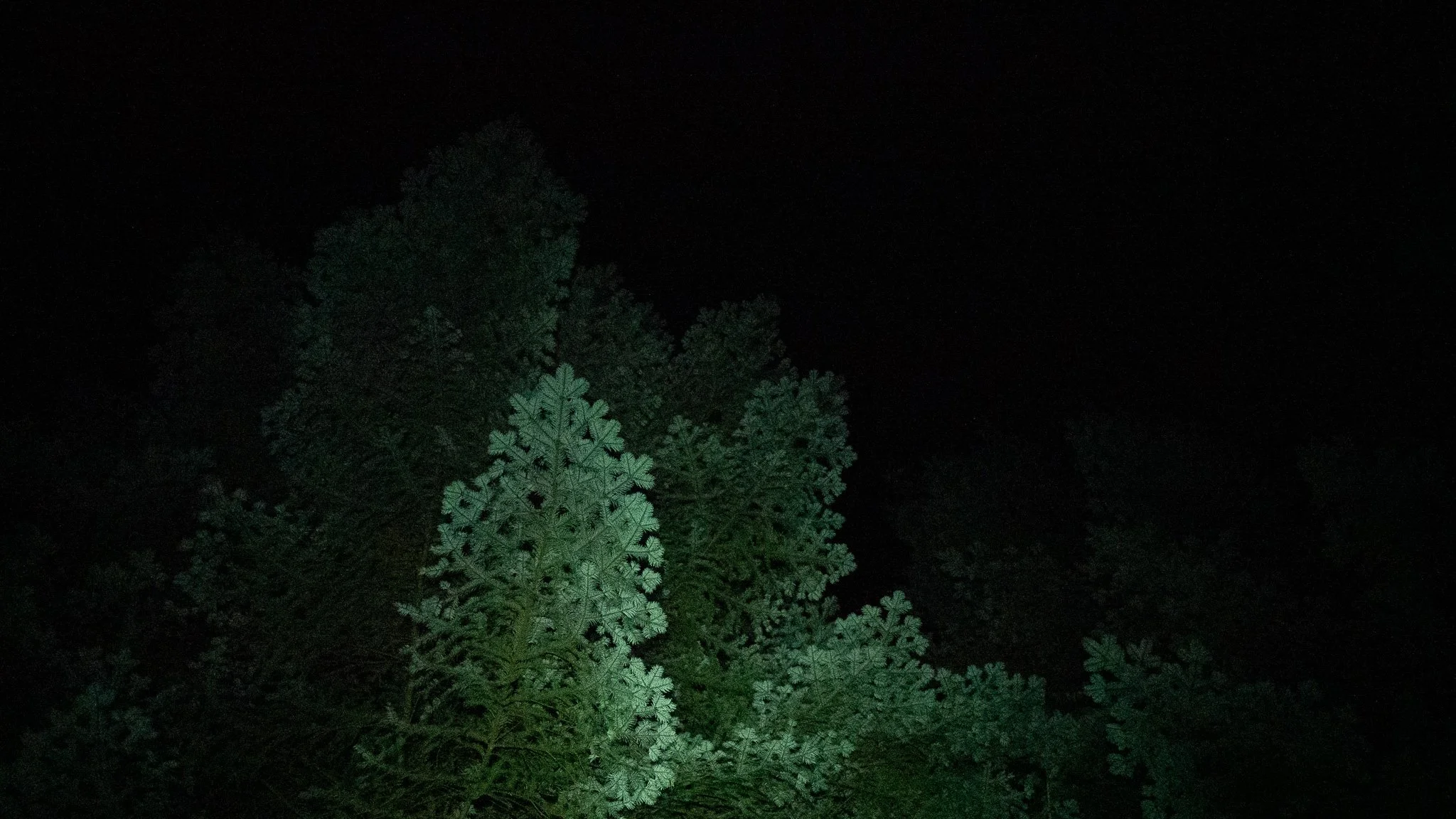 Feuilles de fougère vert foncé dans l'obscurité de la nuit