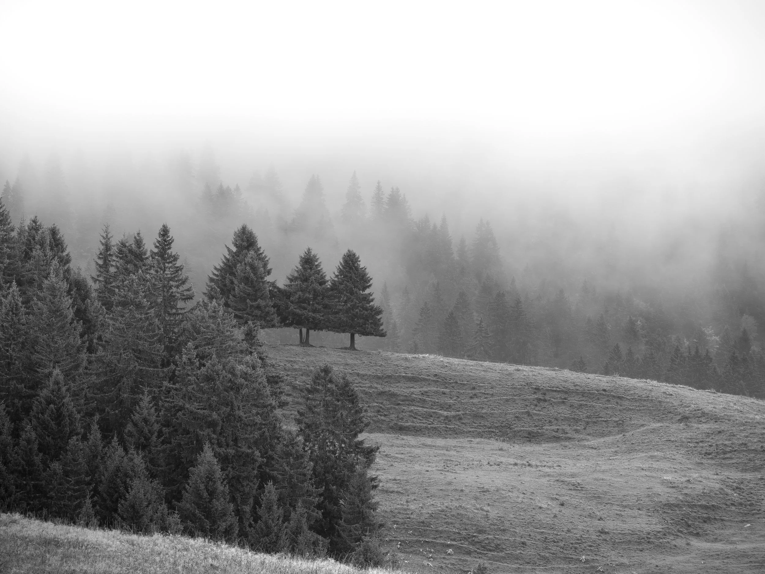 ForêtDense brumeuse avec arbres hauts, vue à travers le brouillard, terrain vallonné à l'avant-plan.