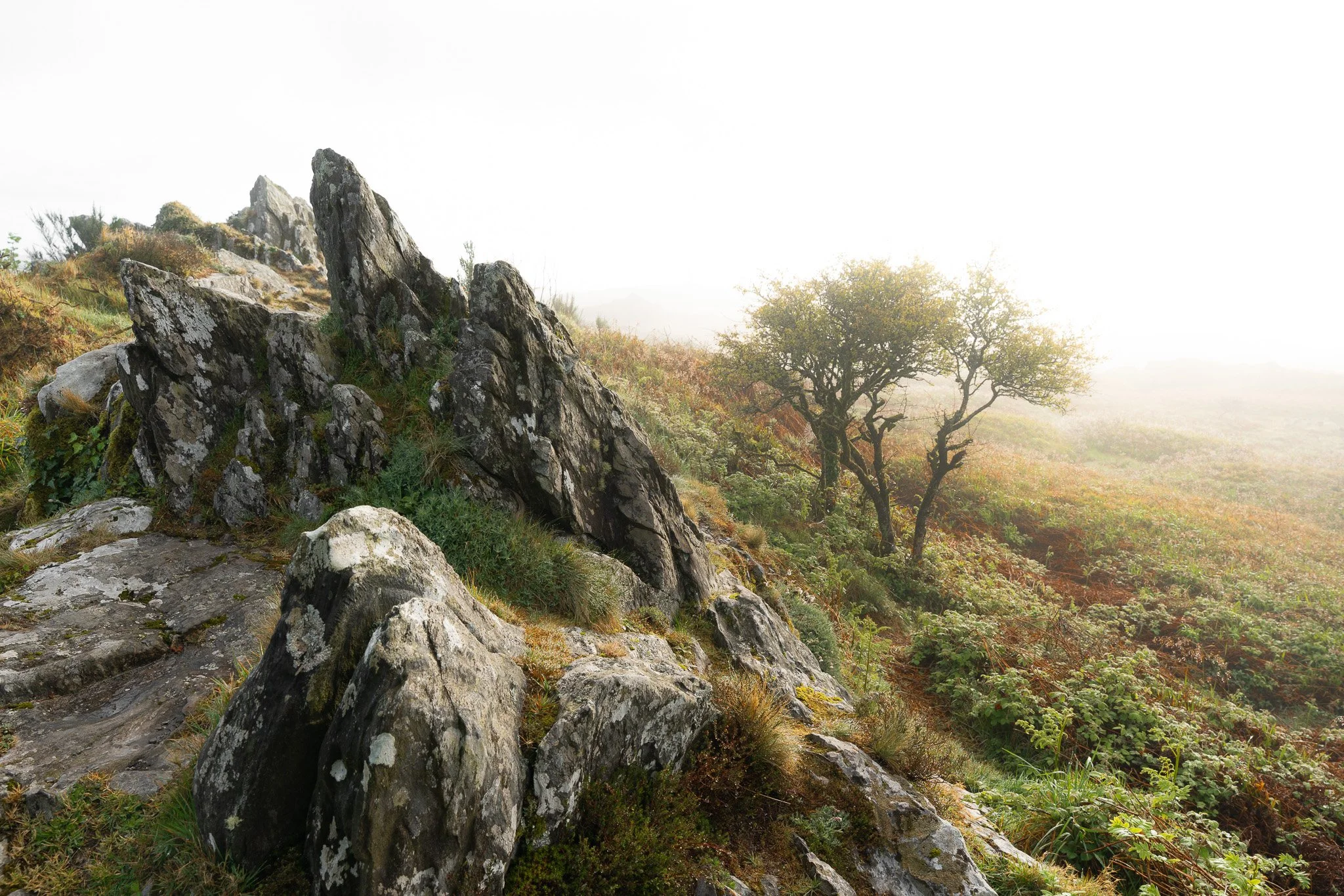 Paysage de roche et d'arbres dans une brume matinale.