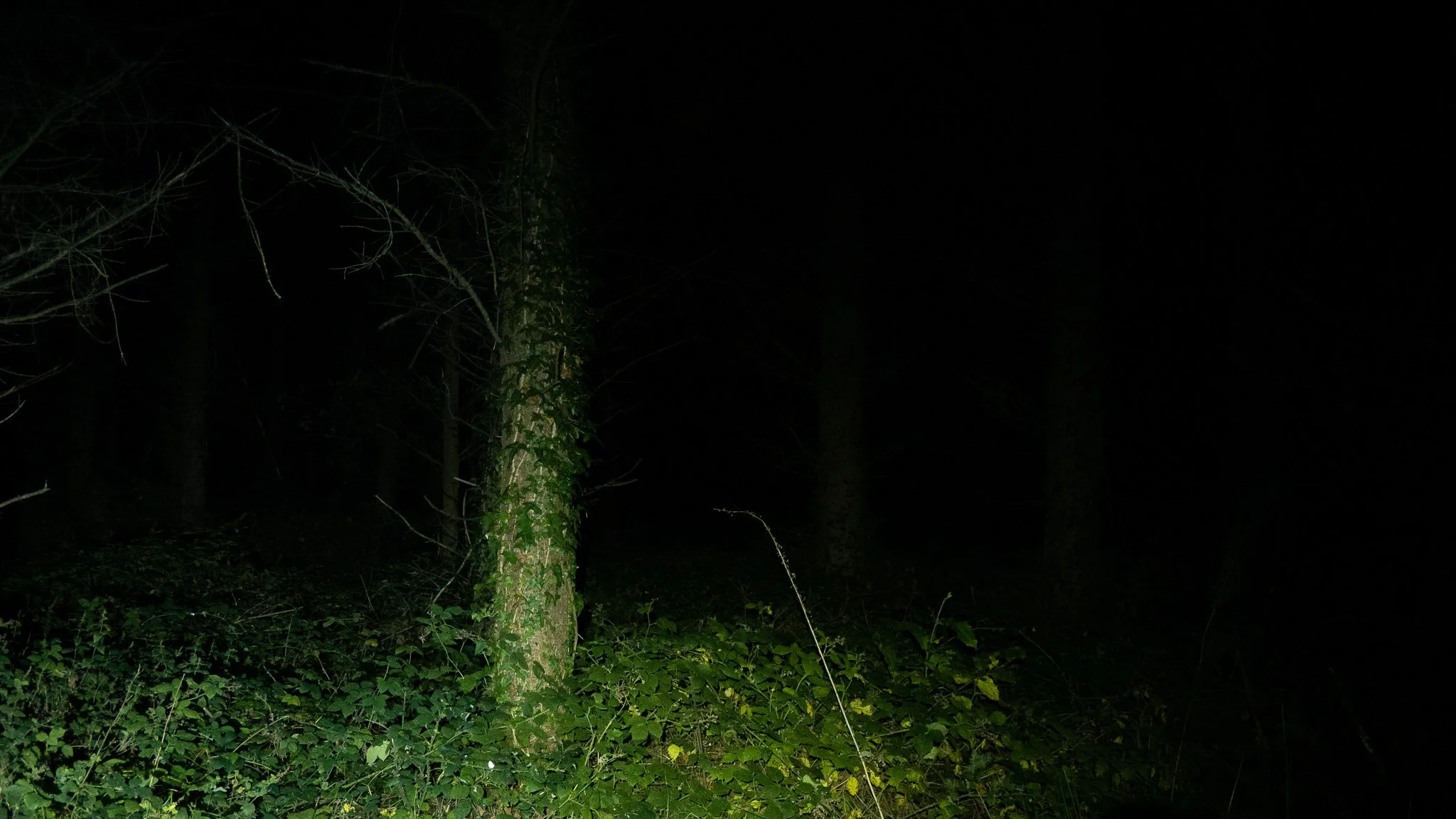 Un arbre avec des vignes grimpant sur son tronc dans une forêt la nuit, peu d'éclairage visible.