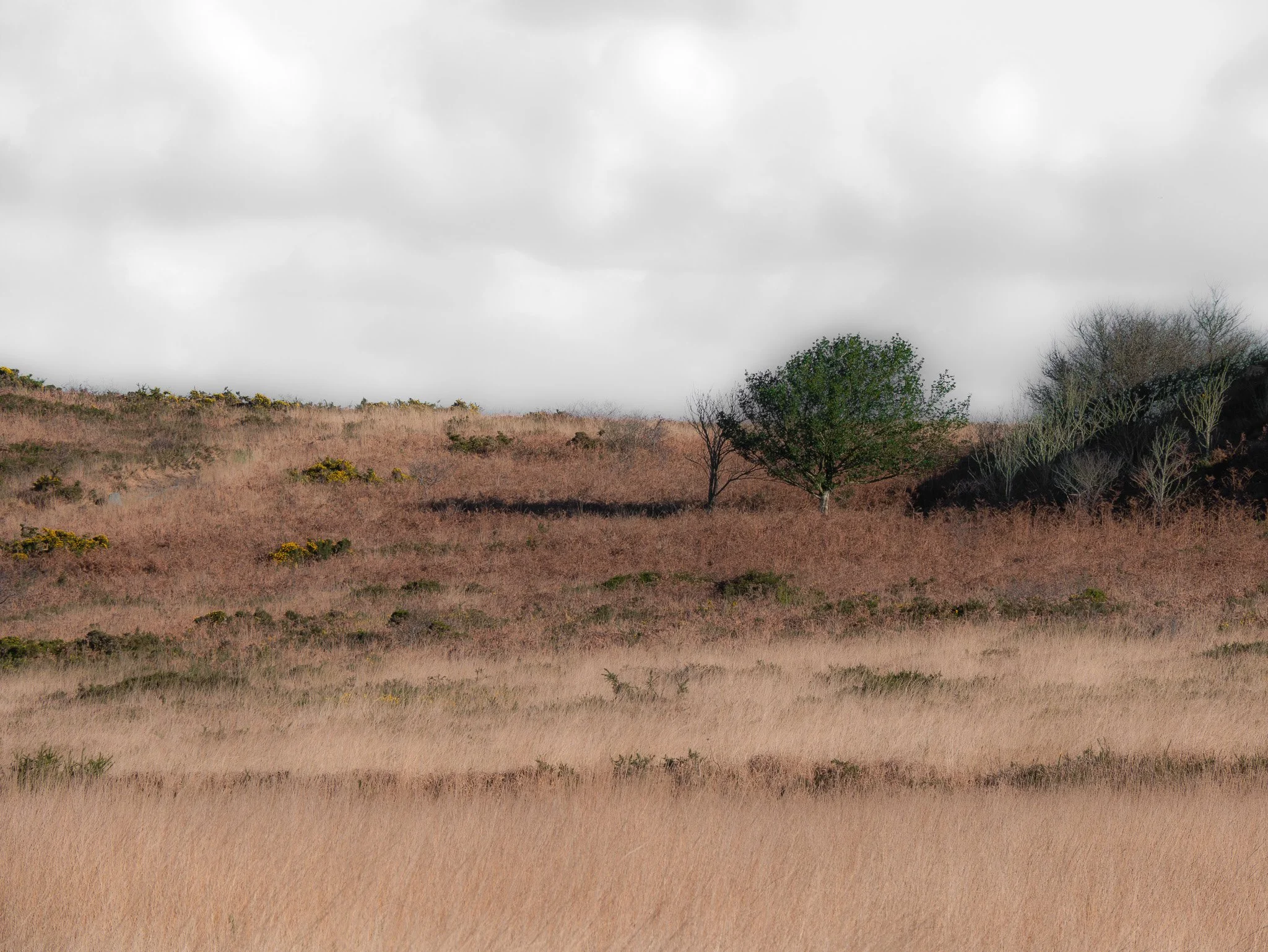 Un paysage de prairie avec des arbres dispersés sous un ciel nuageux.