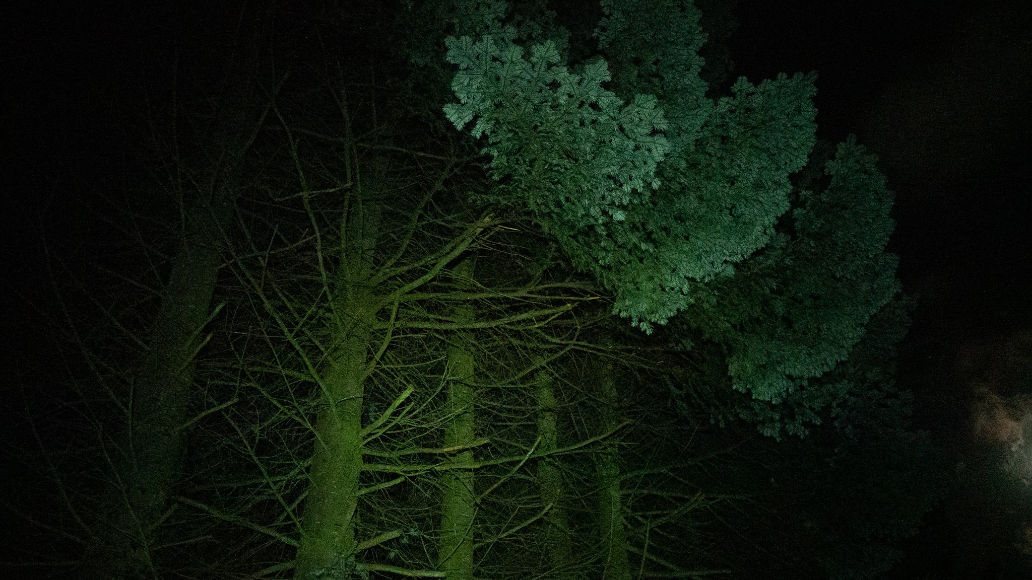 Un arbre vu de dessous la nuit, éclairé par une lumière verte, avec un feuillage dense et des branches visibles contre le ciel noir.