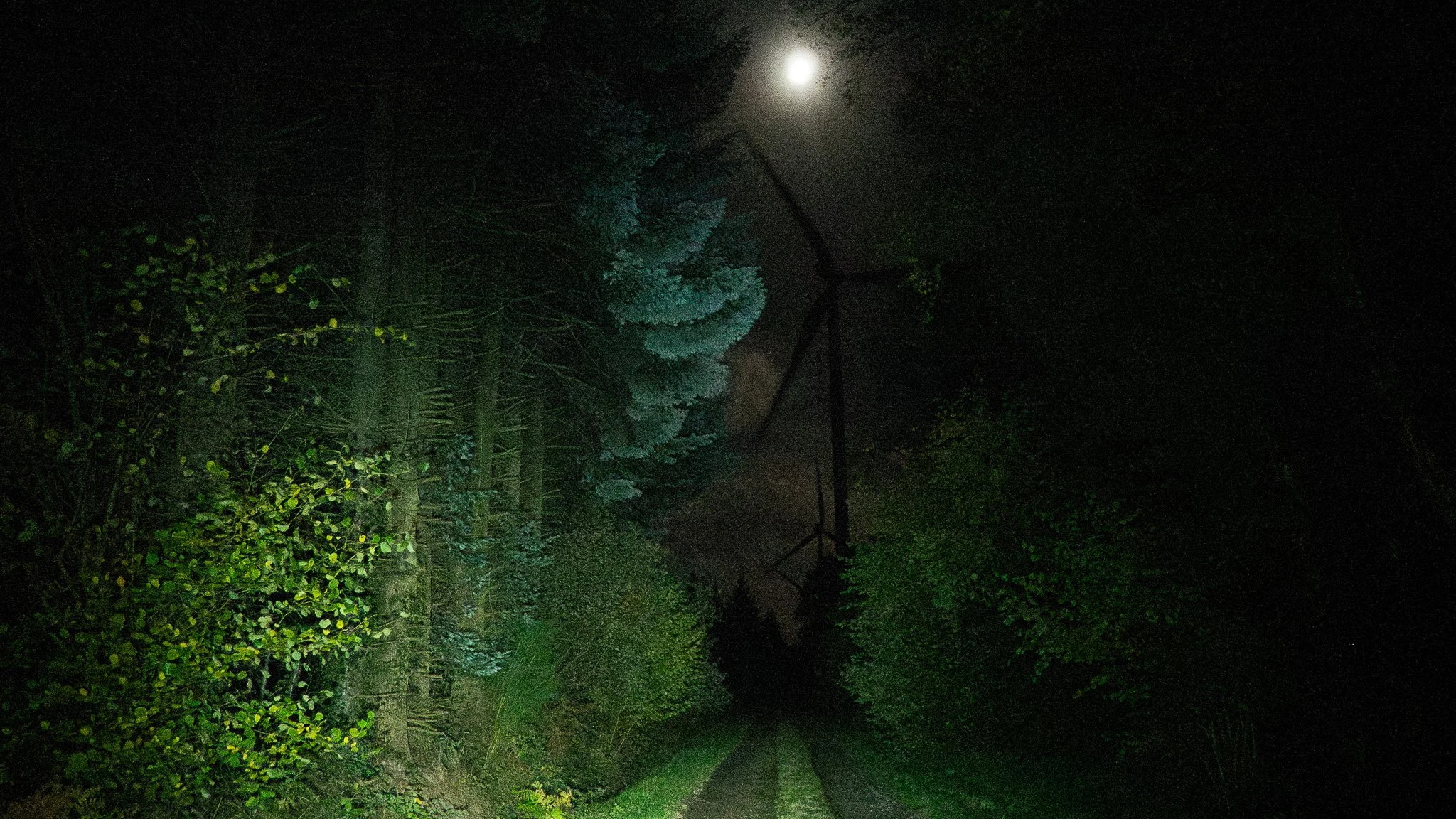 Une rue sombre bordée d'arbres verts, avec un éclairage lunaire brillant dans le ciel nocturne.