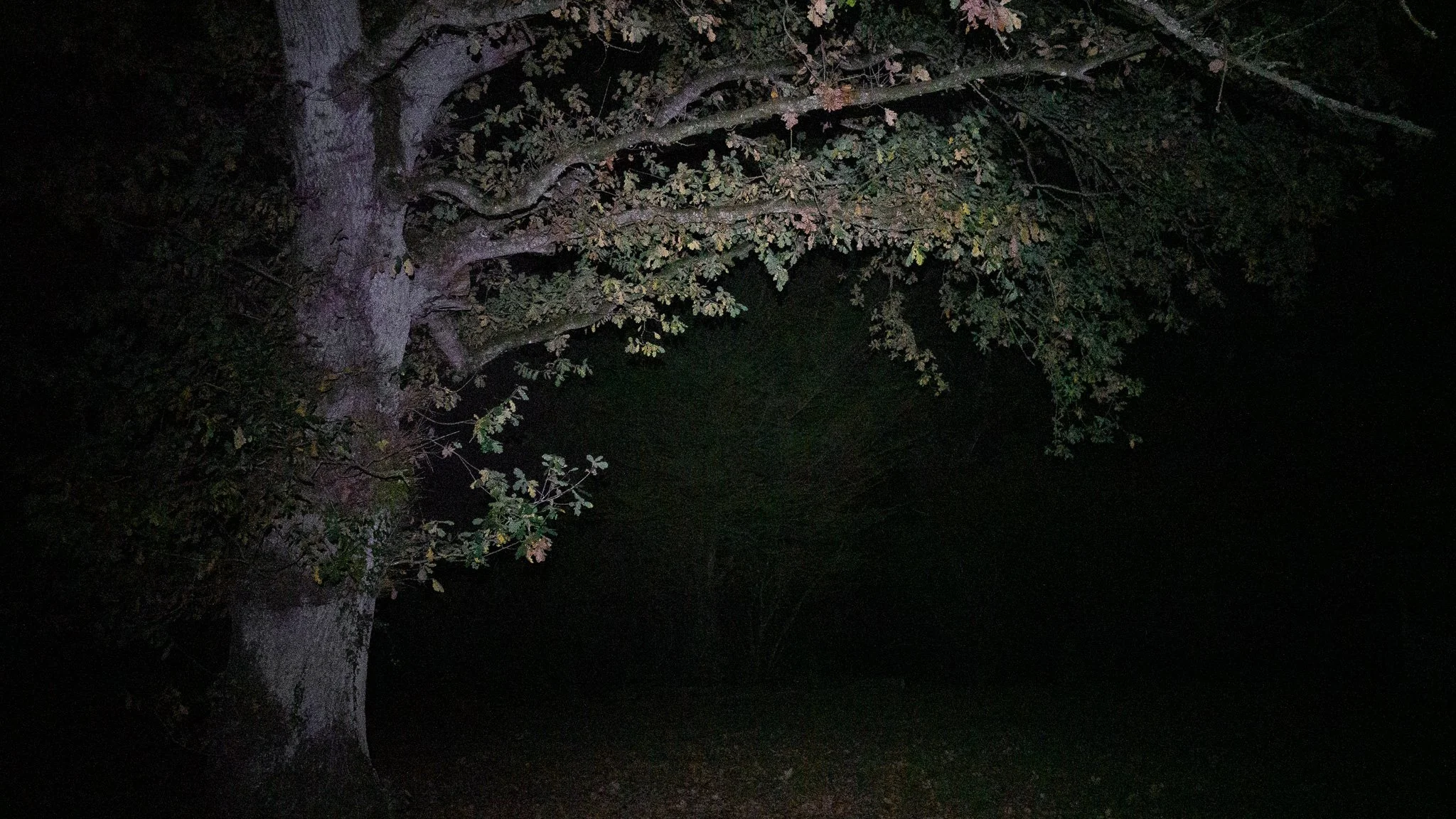 Un arbre avec des feuilles épaisses, vu la nuit avec une lumière qui éclaire partiellement ses branches.