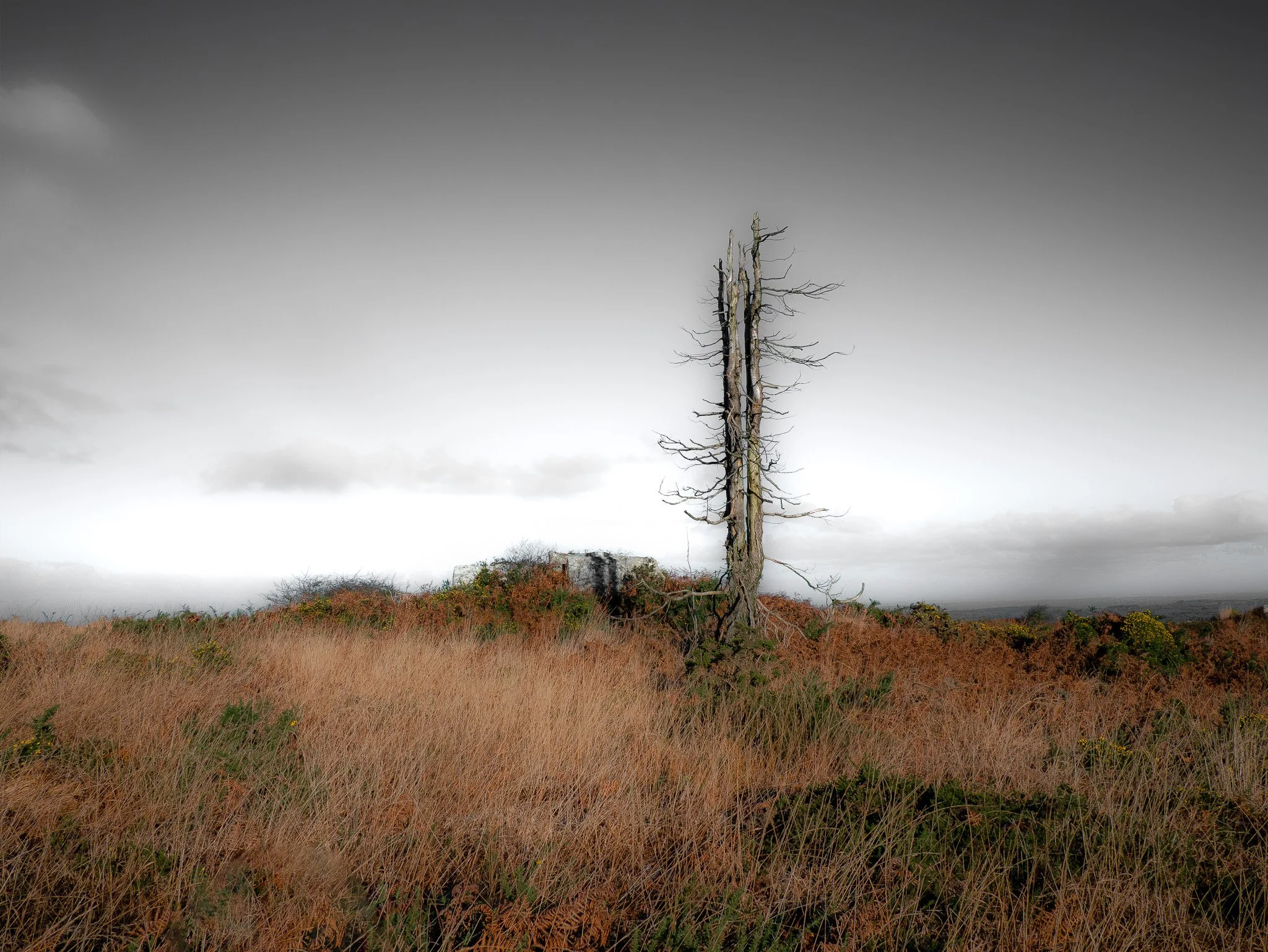 Arbre dénudé et sec au milieu d'une plaine avec des herbes sèches, ciel gris orageux.