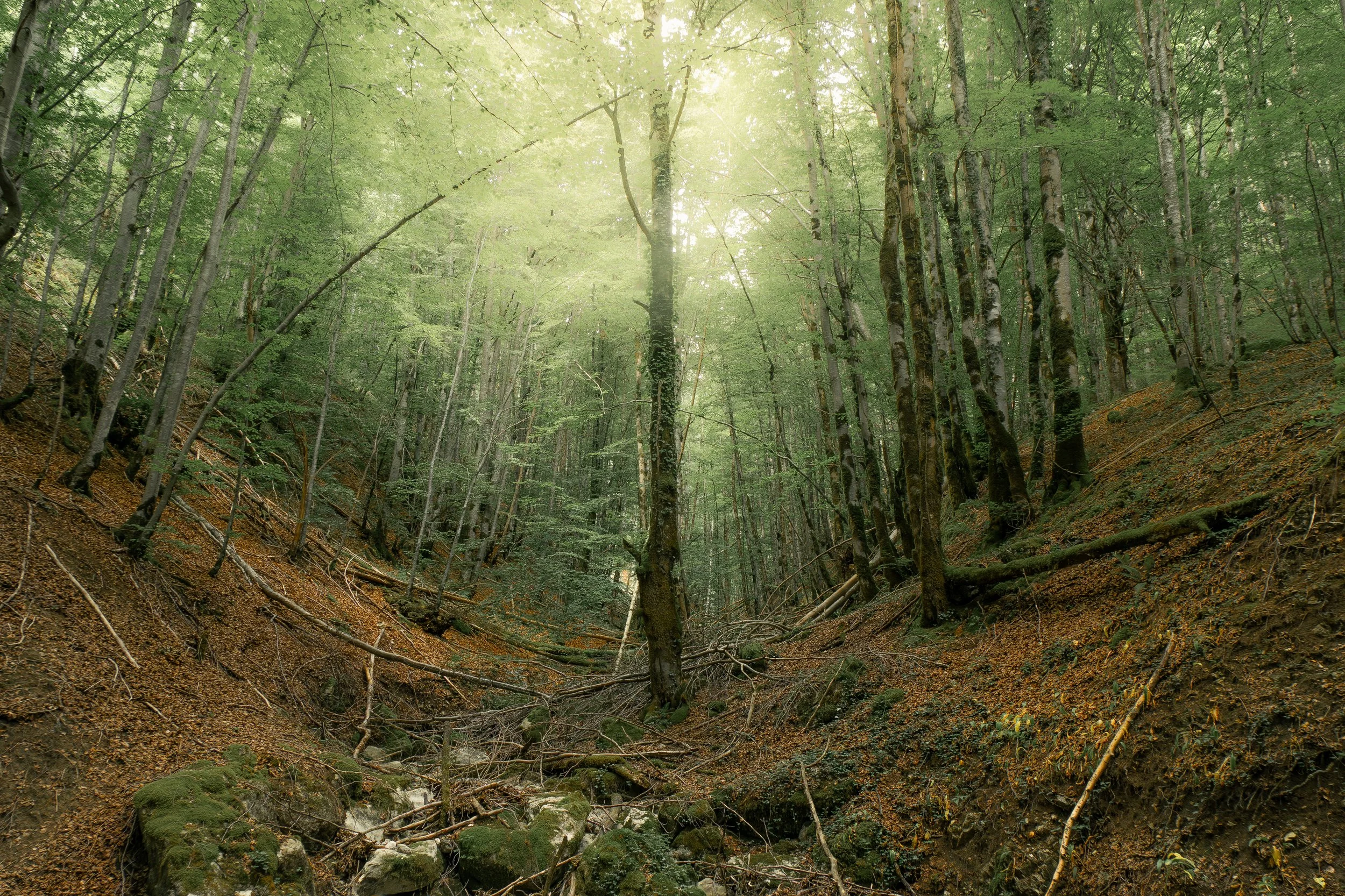 Forêt dense avec des arbres verts et un sol brune, lumière filtrant à travers le feuillage