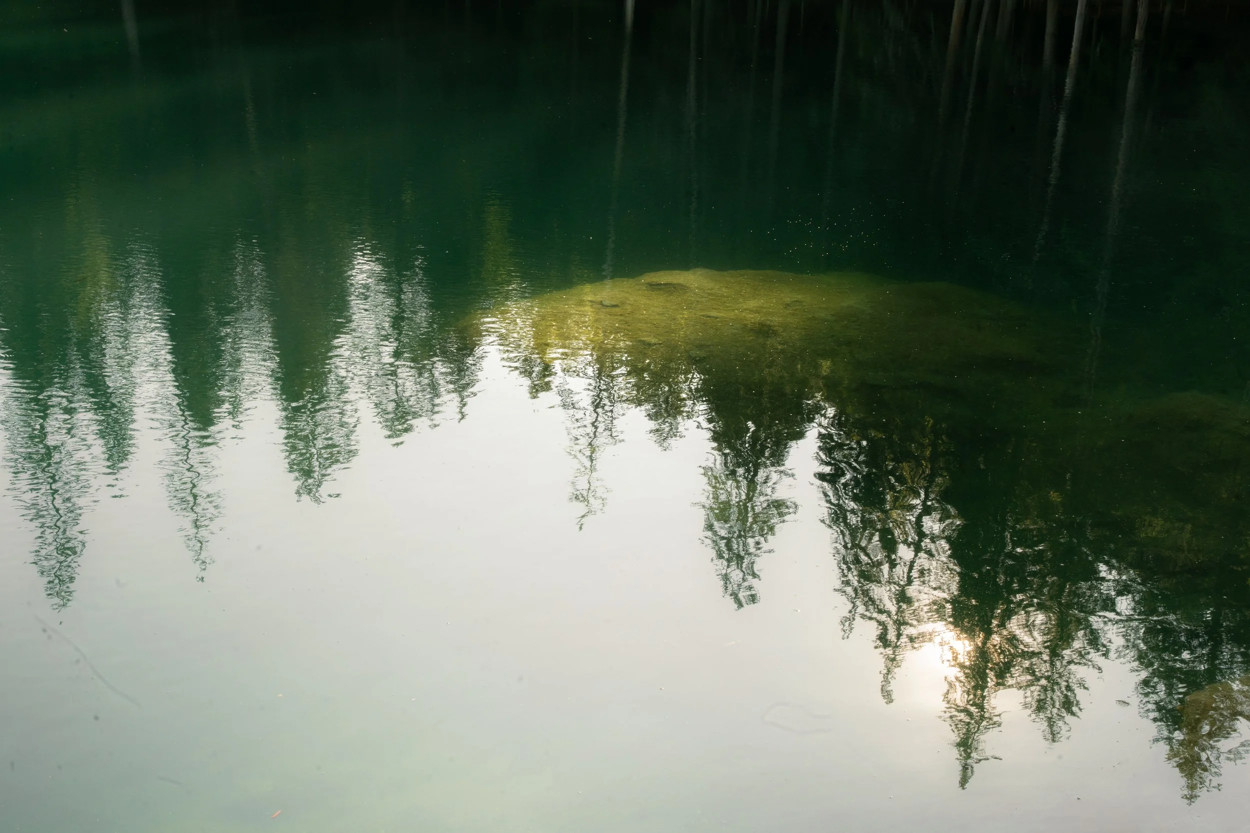 Reflections d'arbres et de la végétation sur une surface d'eau calme dans la nature.