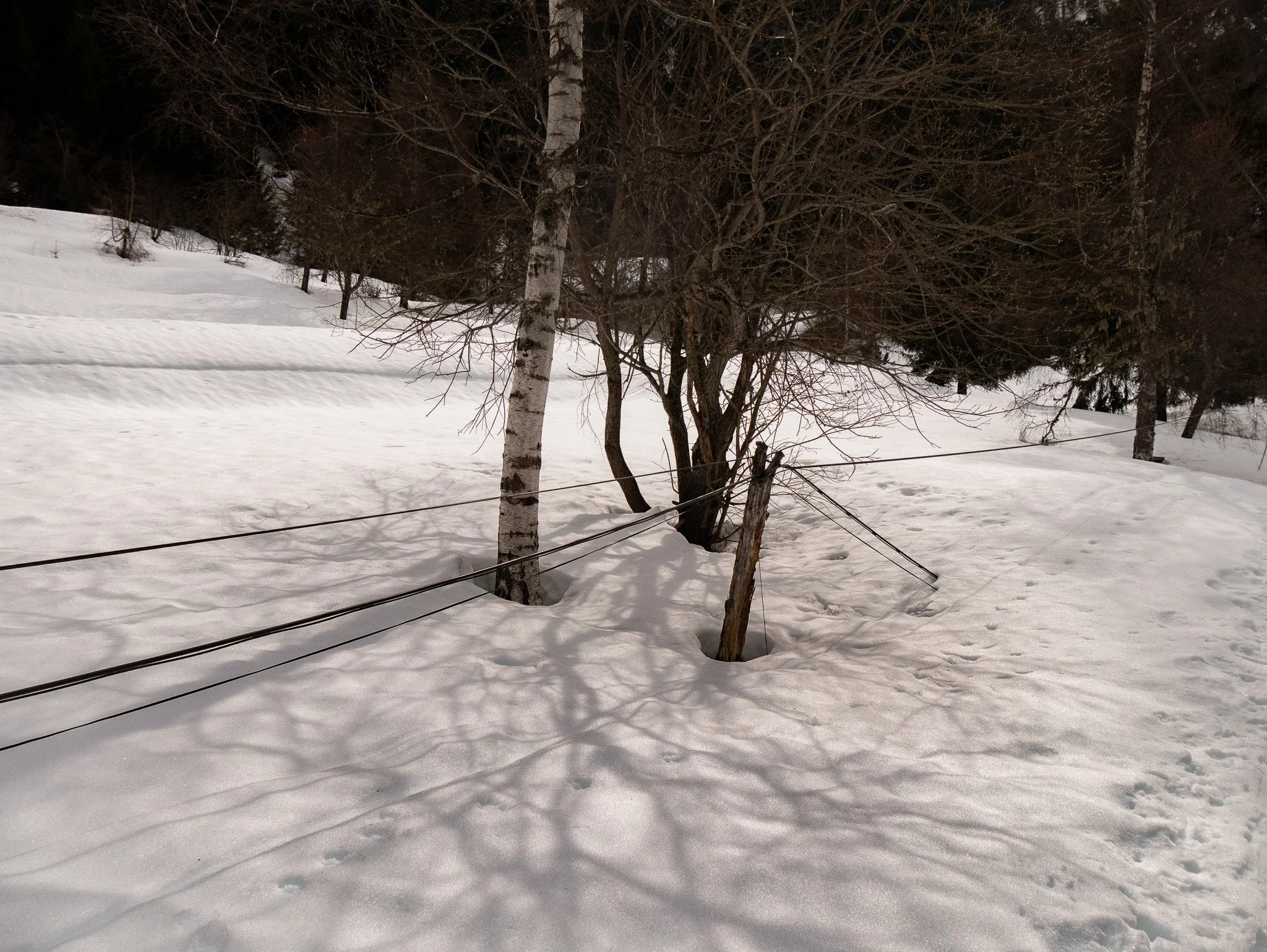 Paysage hivernal avec neige, arbres nus, et quelques branches basses entourant une barrière avec des fils. L'ambiance est sombre, probablement en soirée ou en nuit.