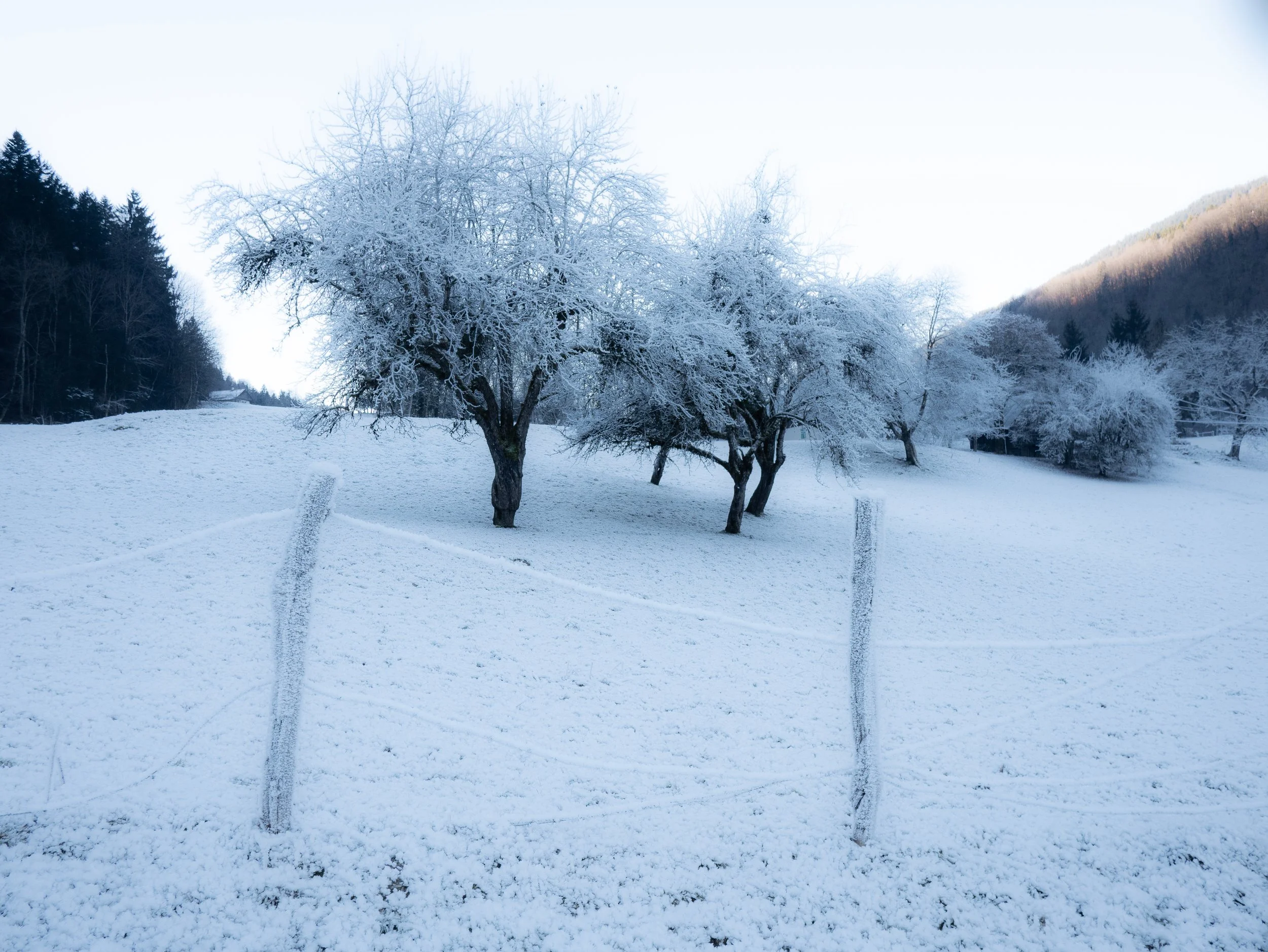 Arbre enneigé dans un paysage hivernal avec une montagne en arrière-plan.