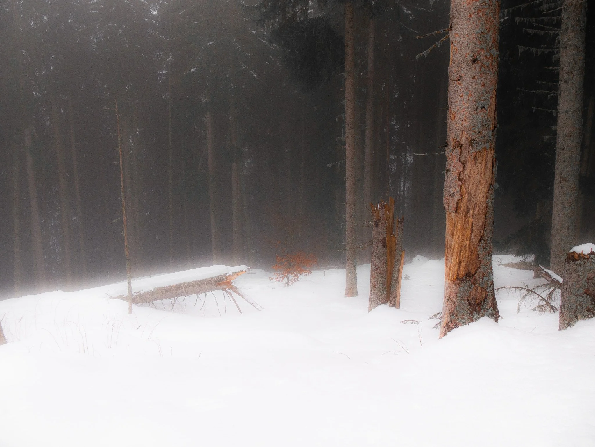 Paysage de forêt enneigée avec des arbres et un sol recouvert de neige, brume ou fog en arrière-plan