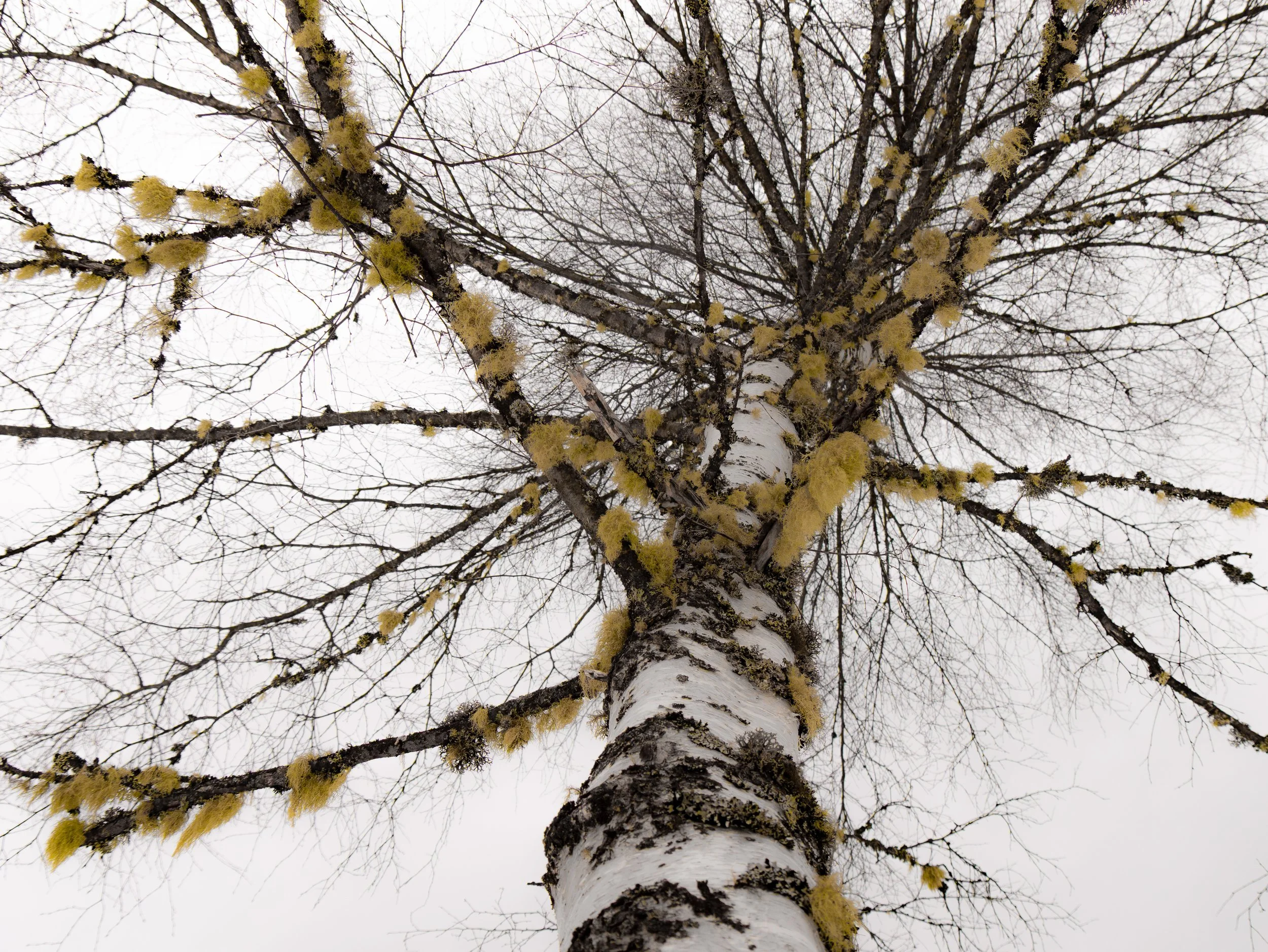 Arbre vu du bas avec des branches nues et de la mousse jaune sur le tronc, ciel gris en arrière-plan