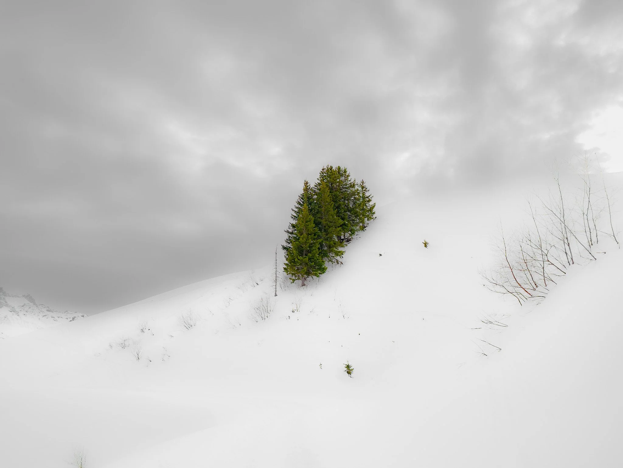 Un arbre vert dans un paysage enneigé avec un ciel nuageux.