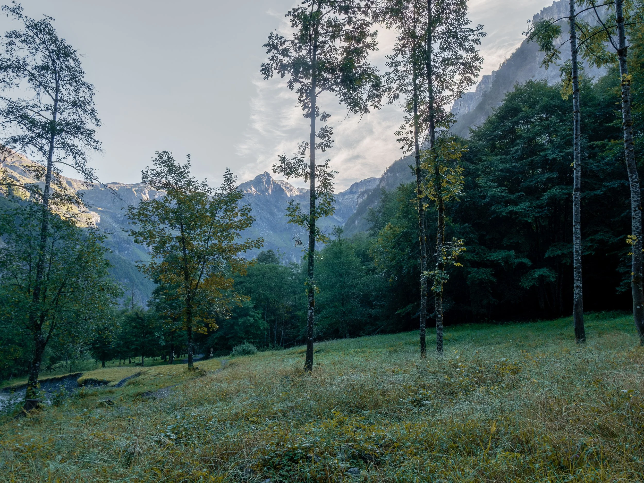 Une forêt avec des arbres hauts, des montagnes en arrière-plan et un ciel partiellement nuageux.