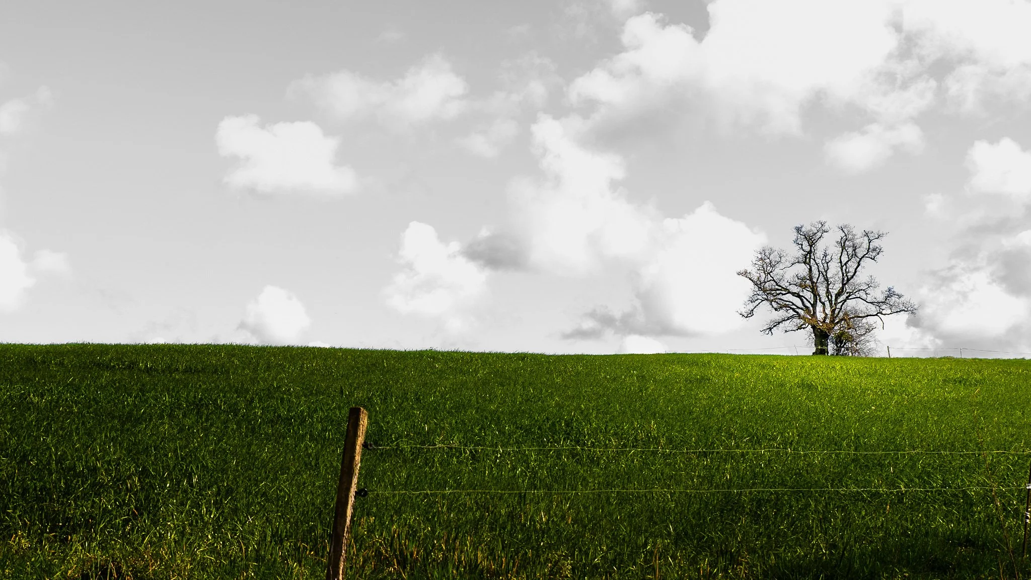 Champ verdoyant avec un arbre dénudé isolé sous un ciel nuageux.