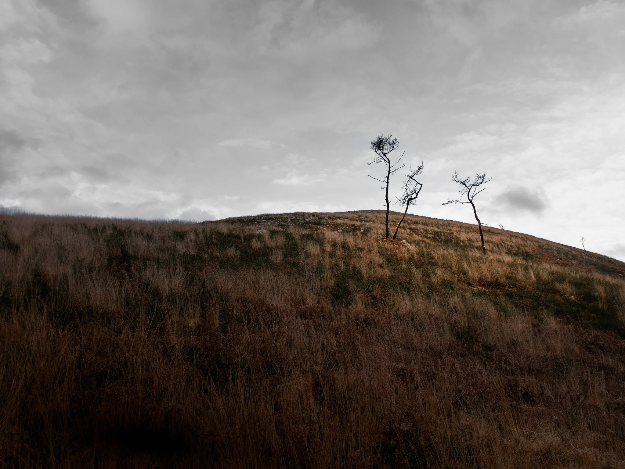 Arbres dénudés dans un paysage de collines avec un ciel nuageux.